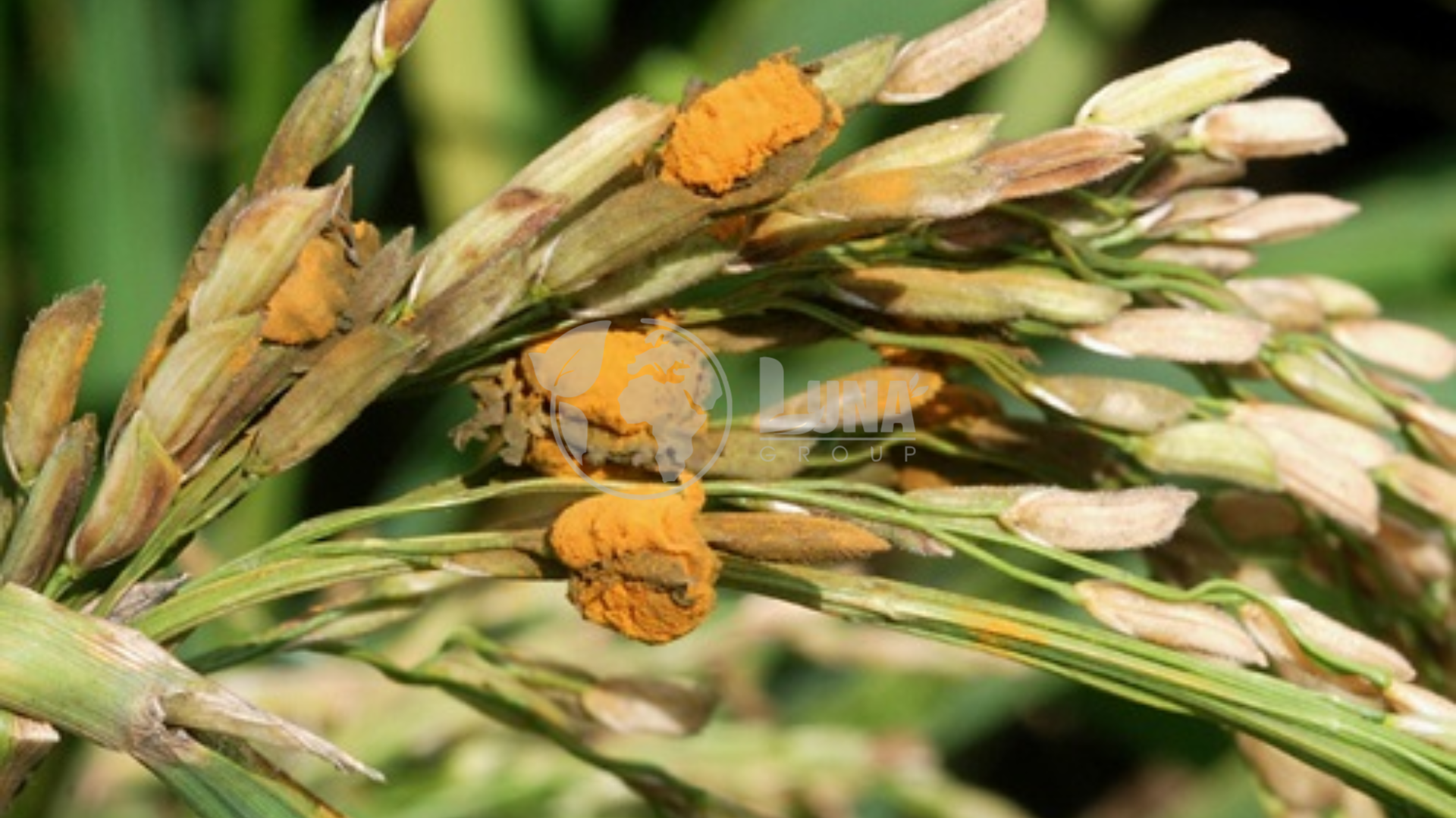 Các dòng thuốc trừ bệnh có thể gia công