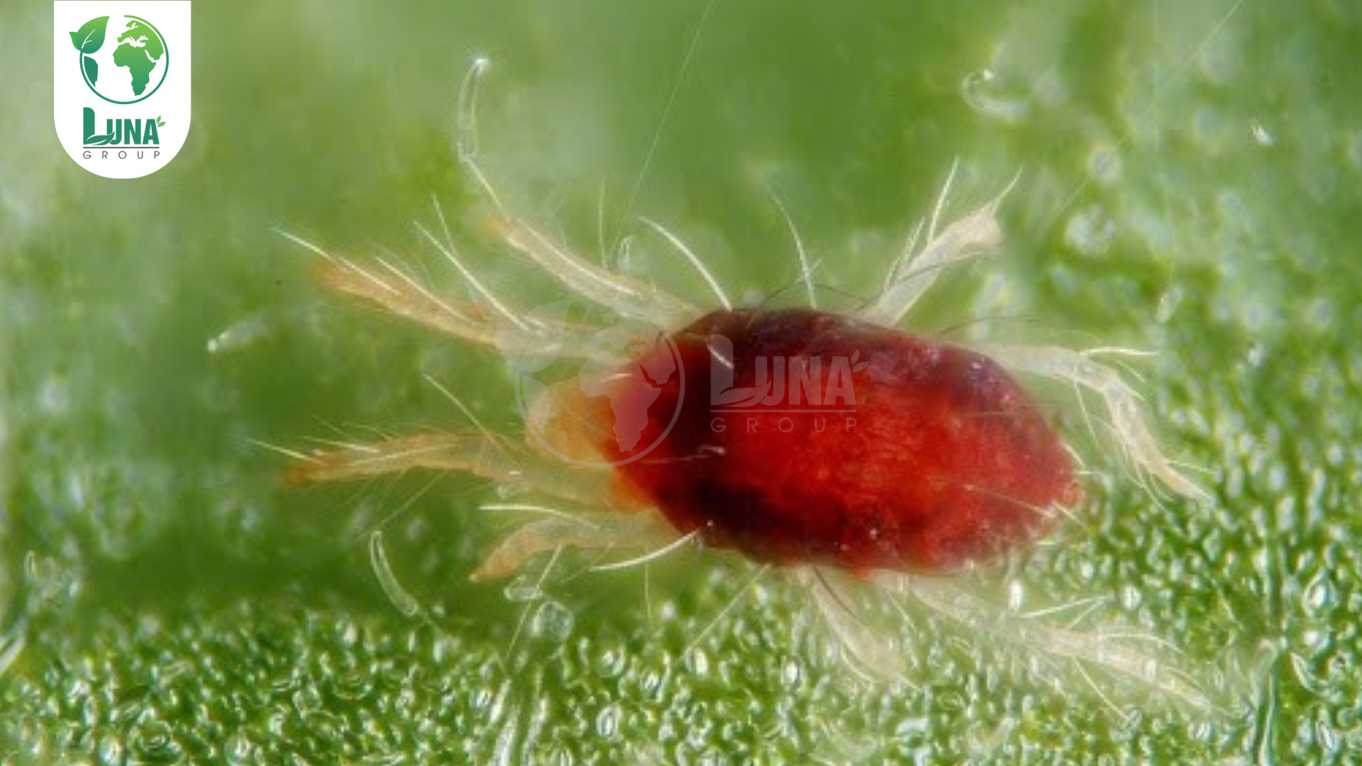 Các nhóm sản phẩm có thể gia công tại Luna Group