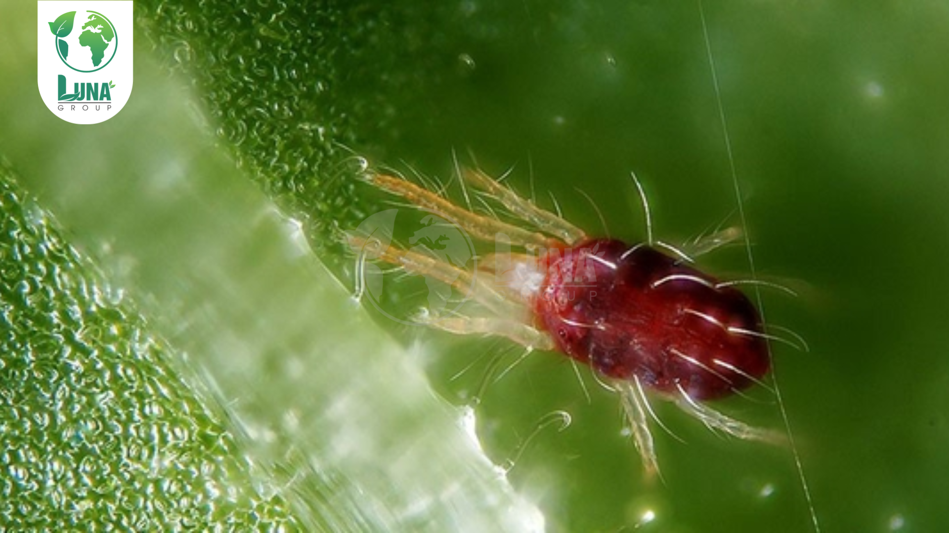 Dịch vụ của Luna Group 