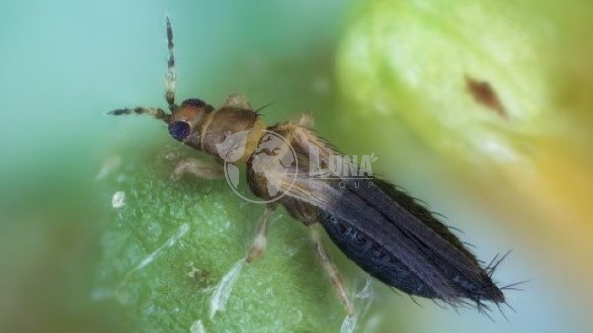 Gia công thuốc BVTV theo yêu cầu là gì?