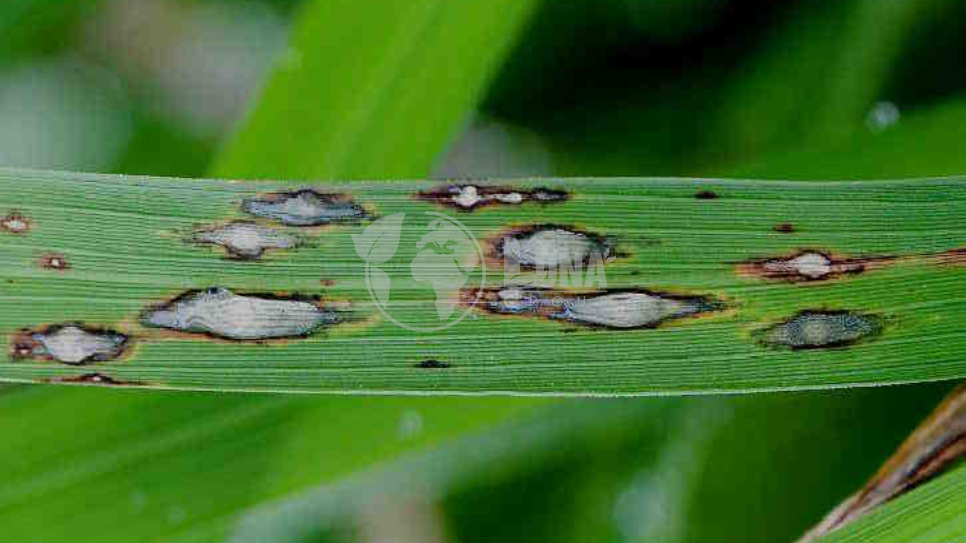 gia công thuốc trừ bệnh là gì?