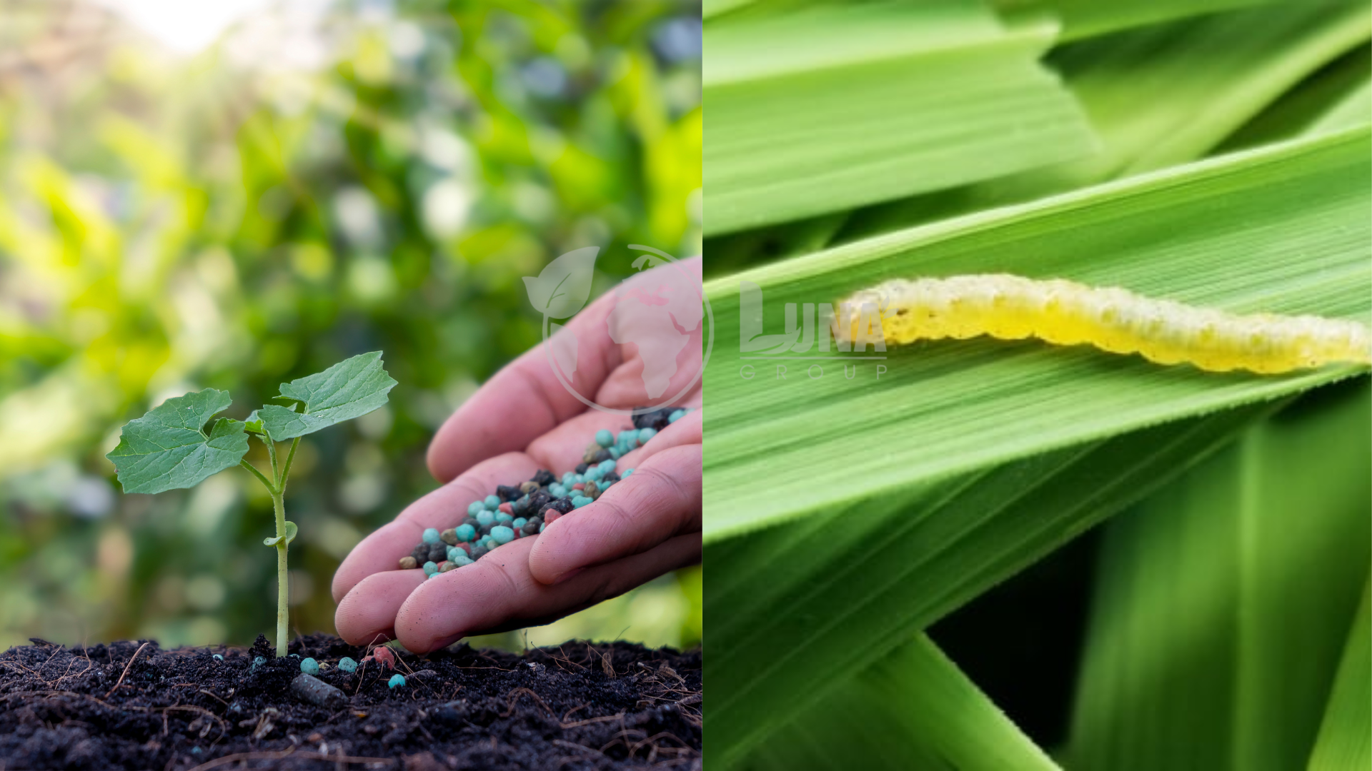 Lĩnh vực hoạt động của Luna Group 