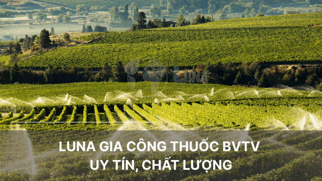 Luna gia công thuốc bvtv