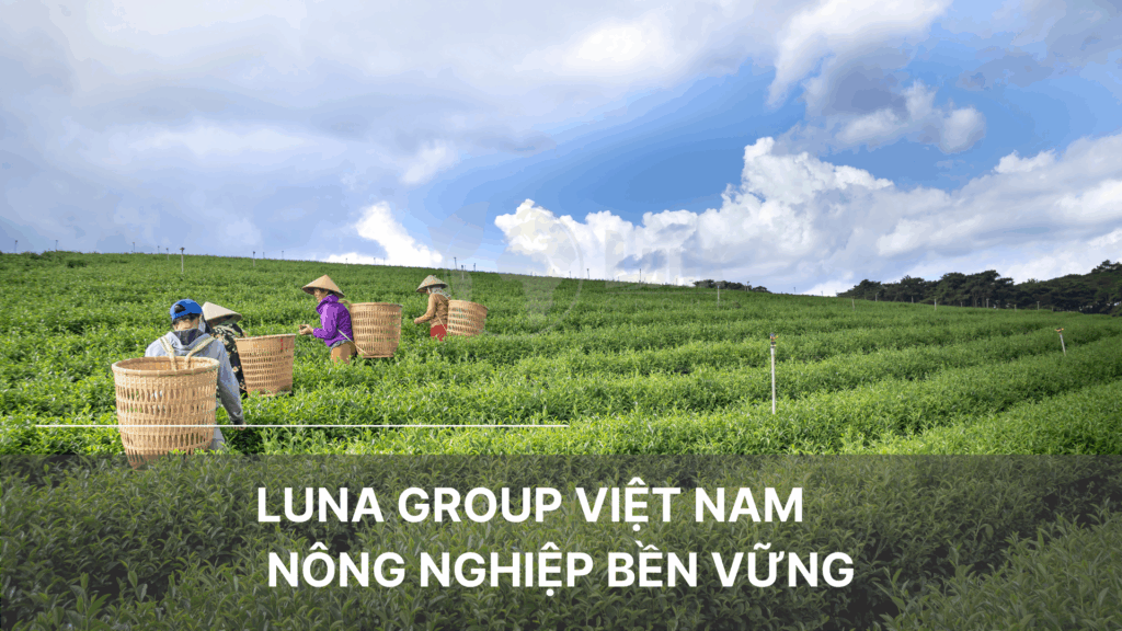 Luna Group Việt Nam