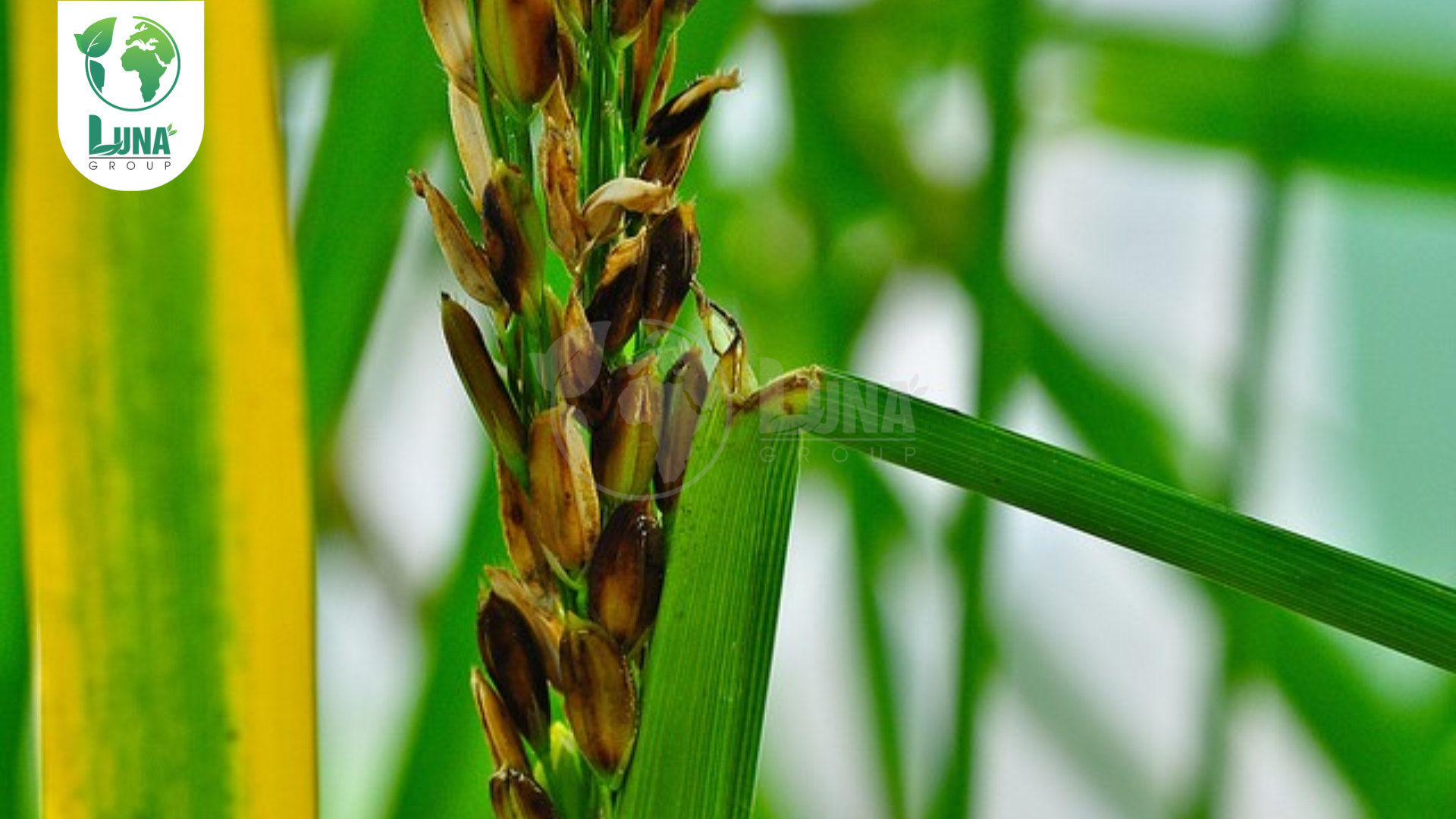 Phân loại thuốc trừ bệnh phổ biến hiện nay 