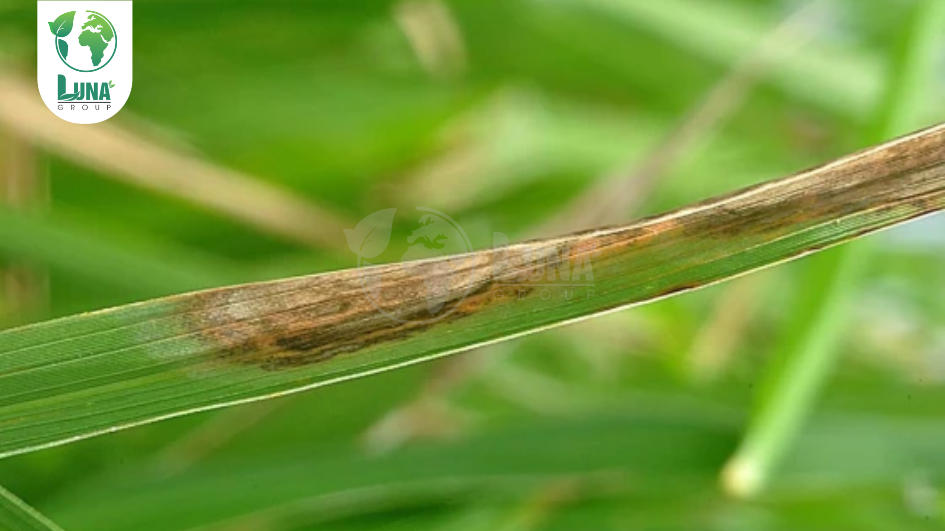 Thuốc trừ bệnh là gì?