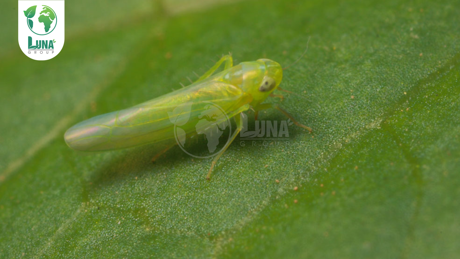 Tiêu chuẩn chọn nguyên liệu gia công BVTV