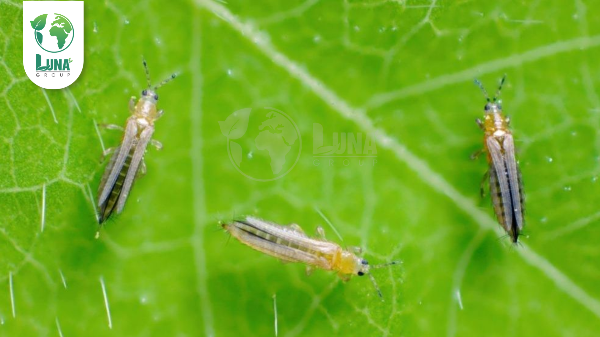 Công dụng của thuốc trừ sâu FORCIN 50EC