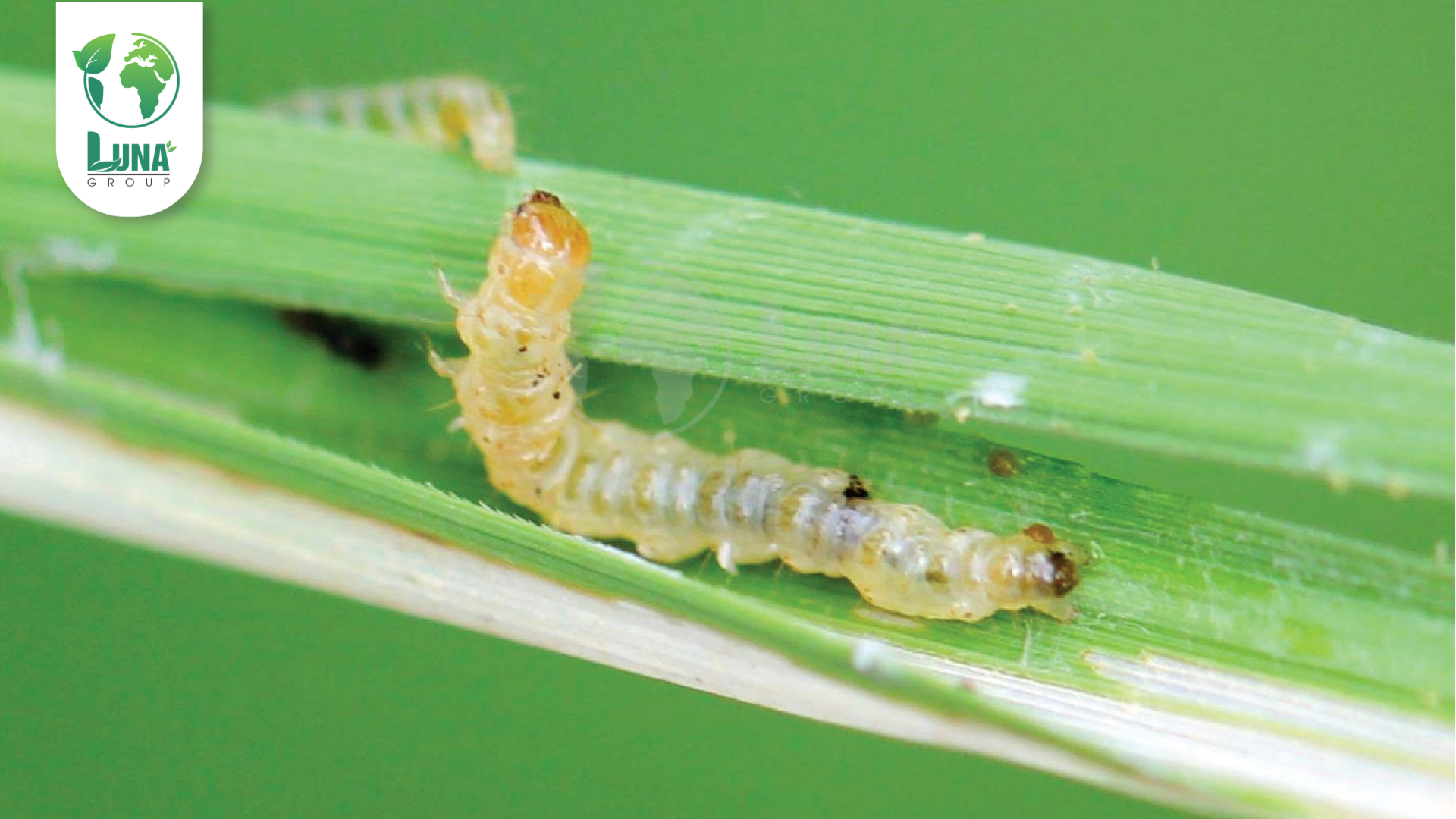 Công dụng của thuốc trừ sâu Creek 2.1EC