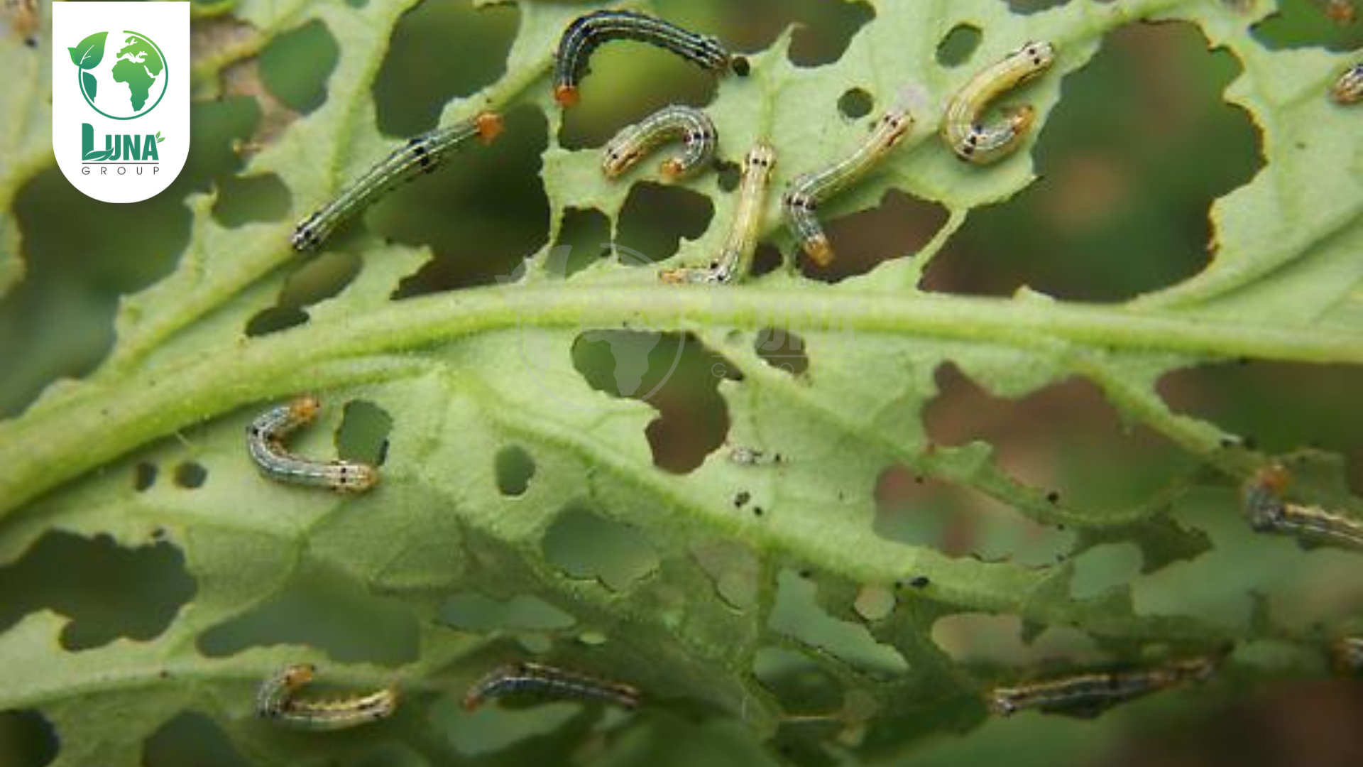 Công dụng của Thuốc trừ sâu Hadatin 6.8EC