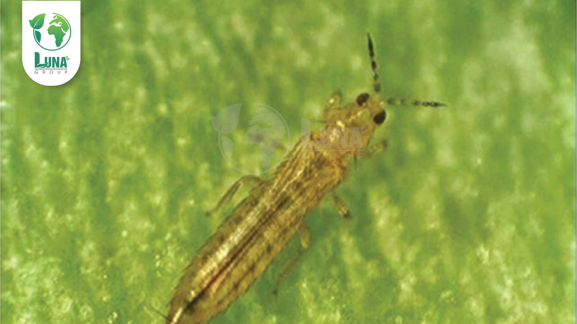 Công dụng của Thuốc trừ sâu HAIHAMEC 3.6EC