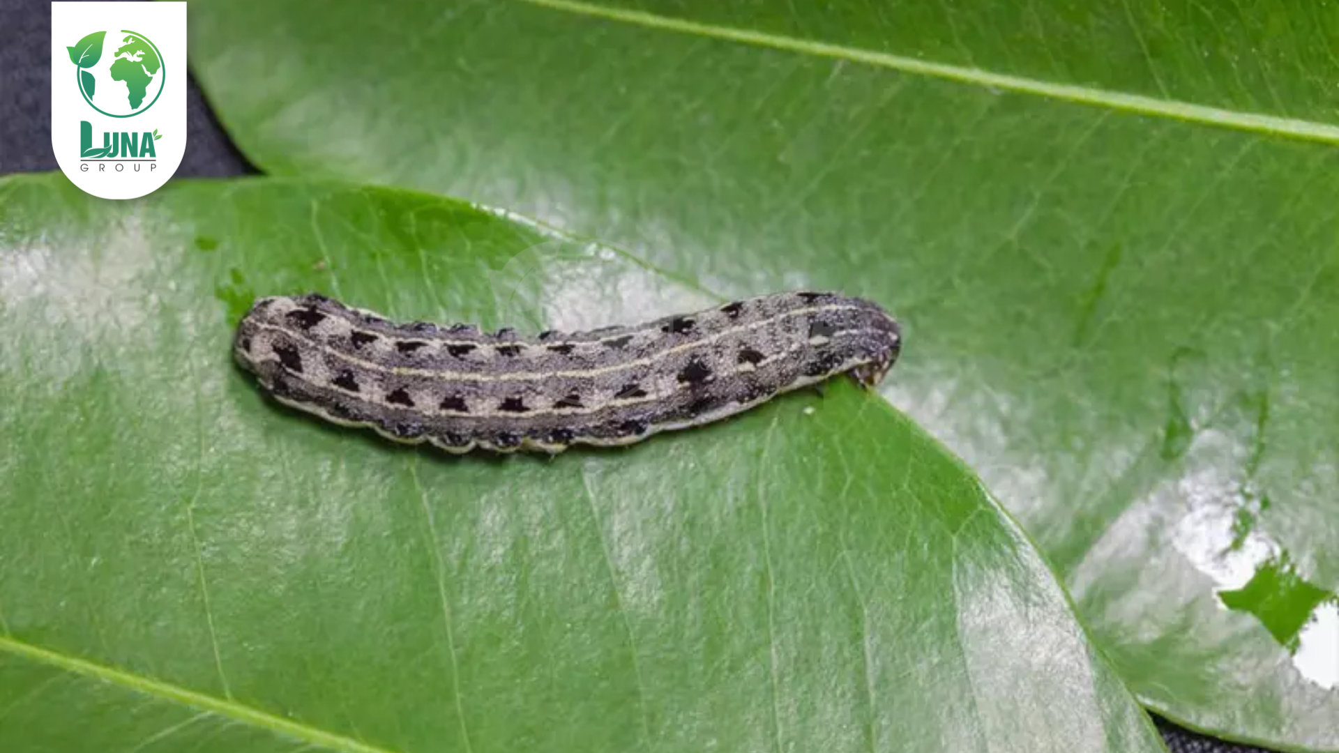 Công dụng của Thuốc trừ sâu Hapyro 50WP