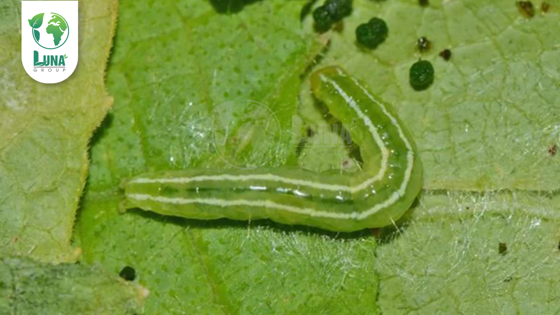 Công dụng của Thuốc trừ sâu Oxatin 6.5EC