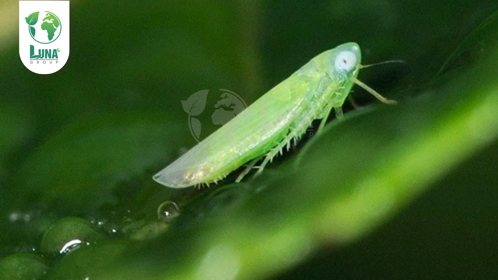 Công dụng của Thuốc trừ sâu Ratoin 5WG