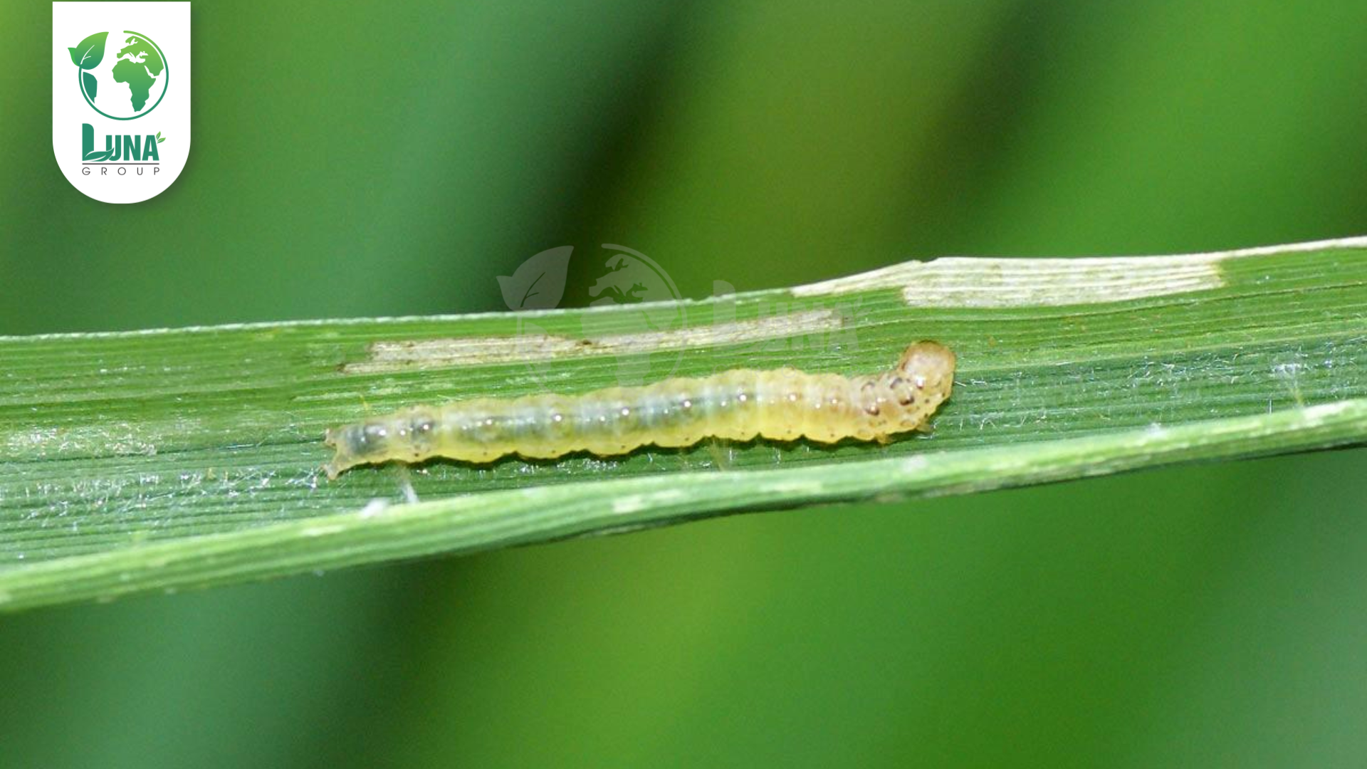 Thông tin chung về thuốc trừ sâu Creek 2.1EC