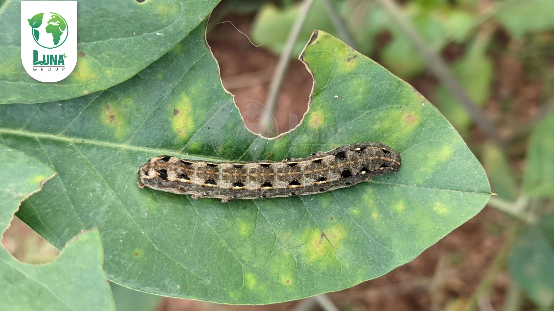 Thông tin chung về Thuốc trừ sâu Hadatin 6.8EC