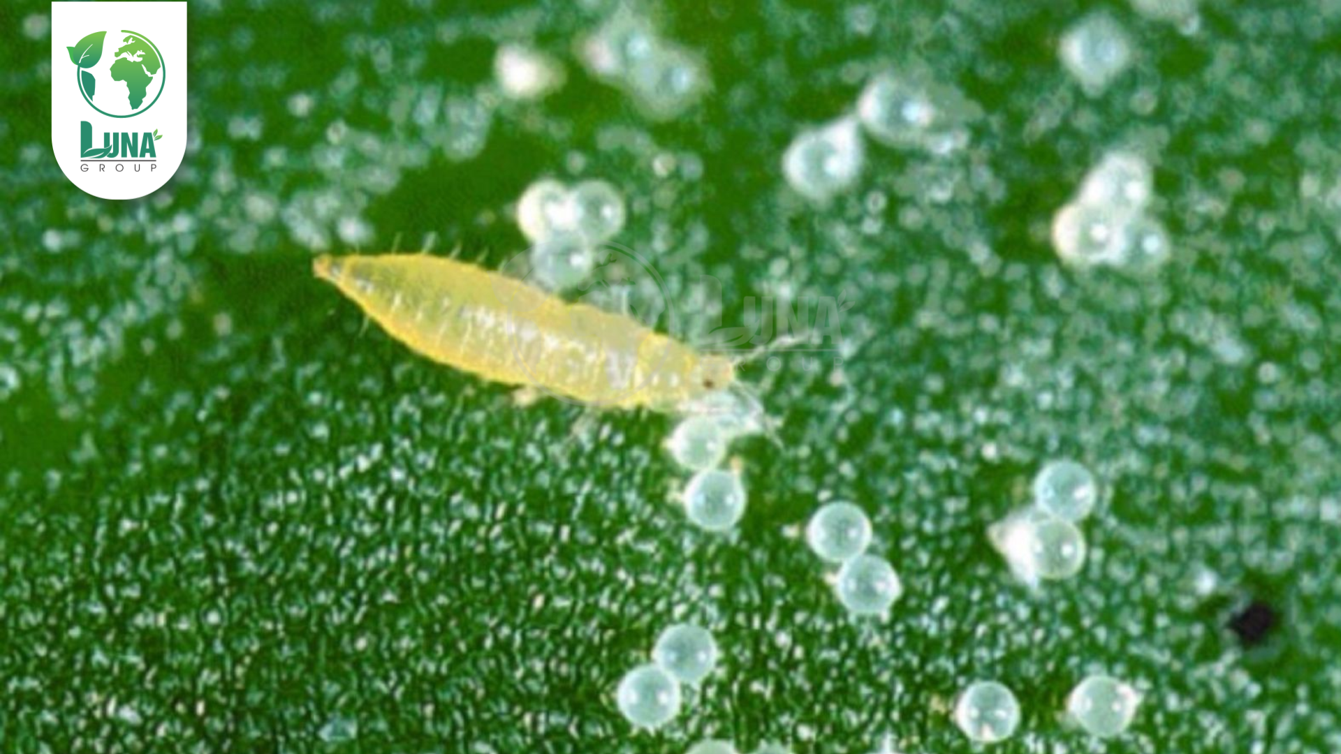 Thông tin chung Thuốc trừ sâu HAIHAMEC 3.6EC