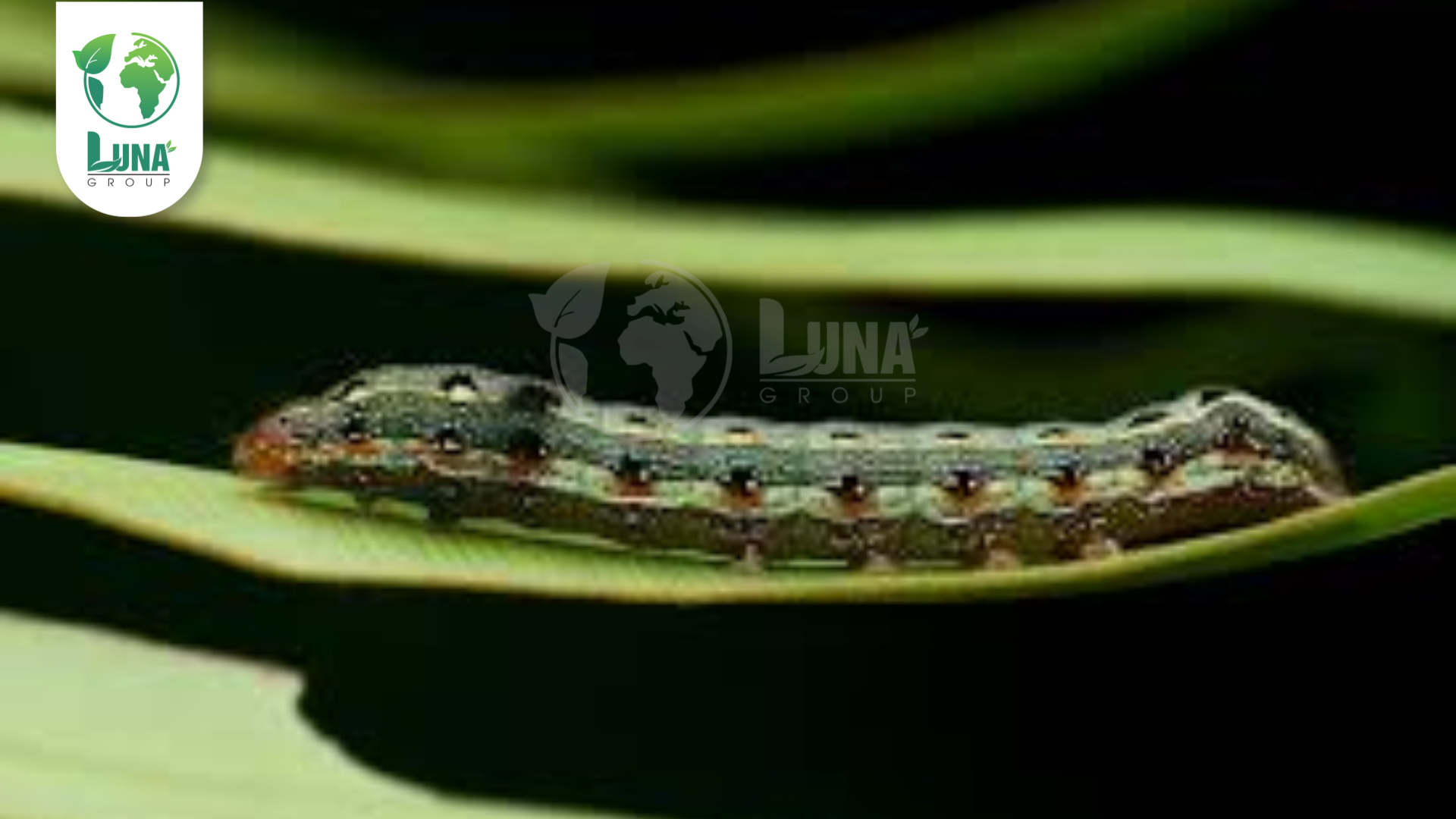 Thông tin chung về Thuốc trừ sâu Hapyro 50WP