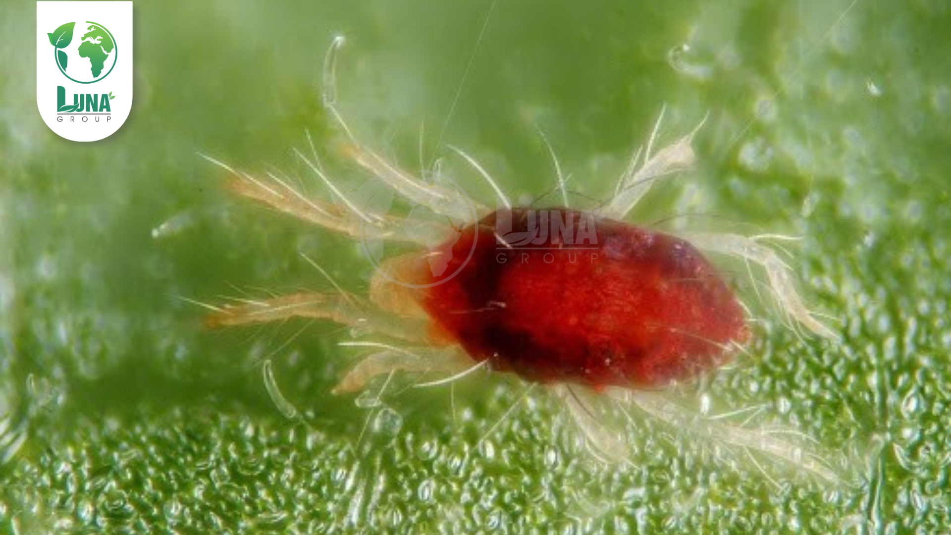 Thông tin chung Thuốc trừ sâu Oxatin 6.5EC