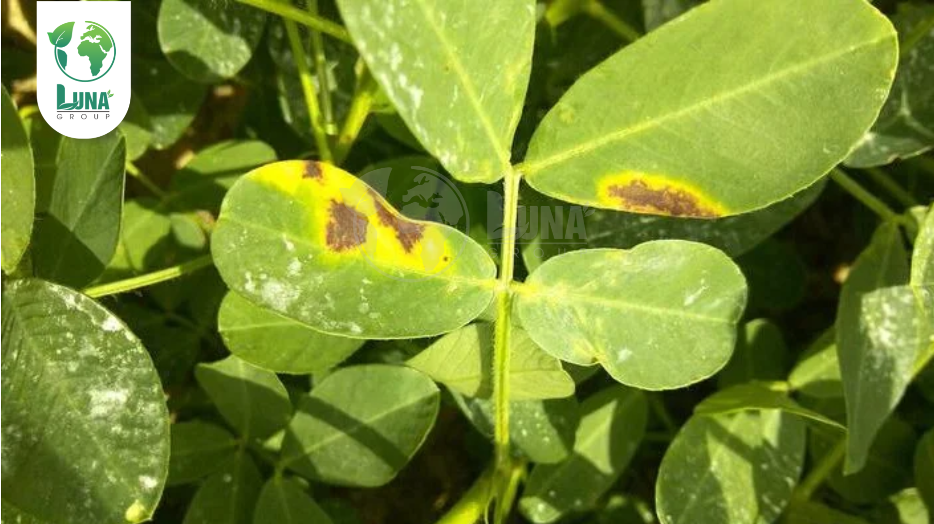 Công dụng của thuốc trừ bệnh BINHTAXYL 25EC