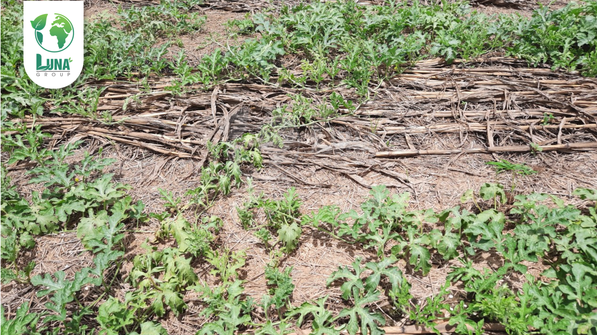 Công dụng Thuốc trừ bệnh Haifangmeisu 10SL