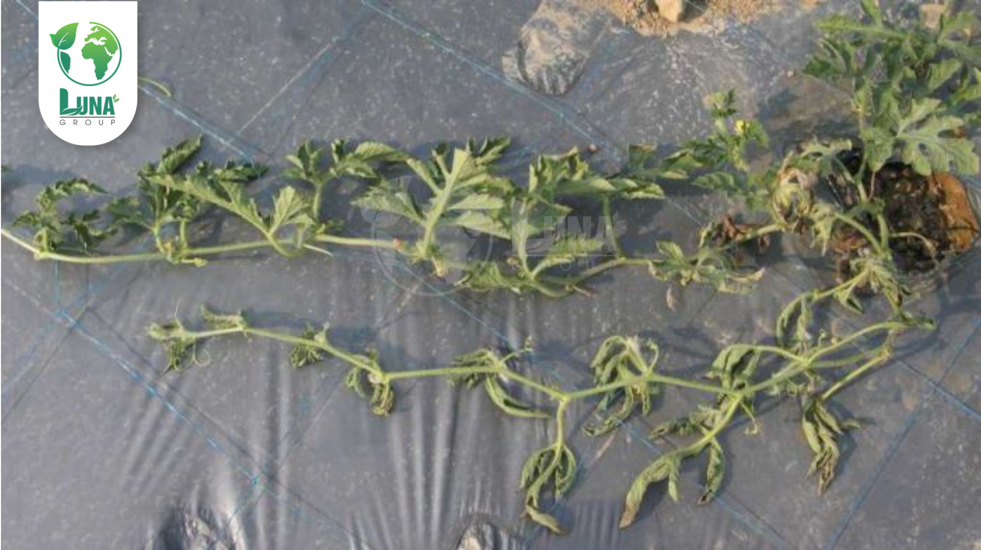 Công dụng của Thuốc trừ bệnh HAIFANGMEISU 10WG