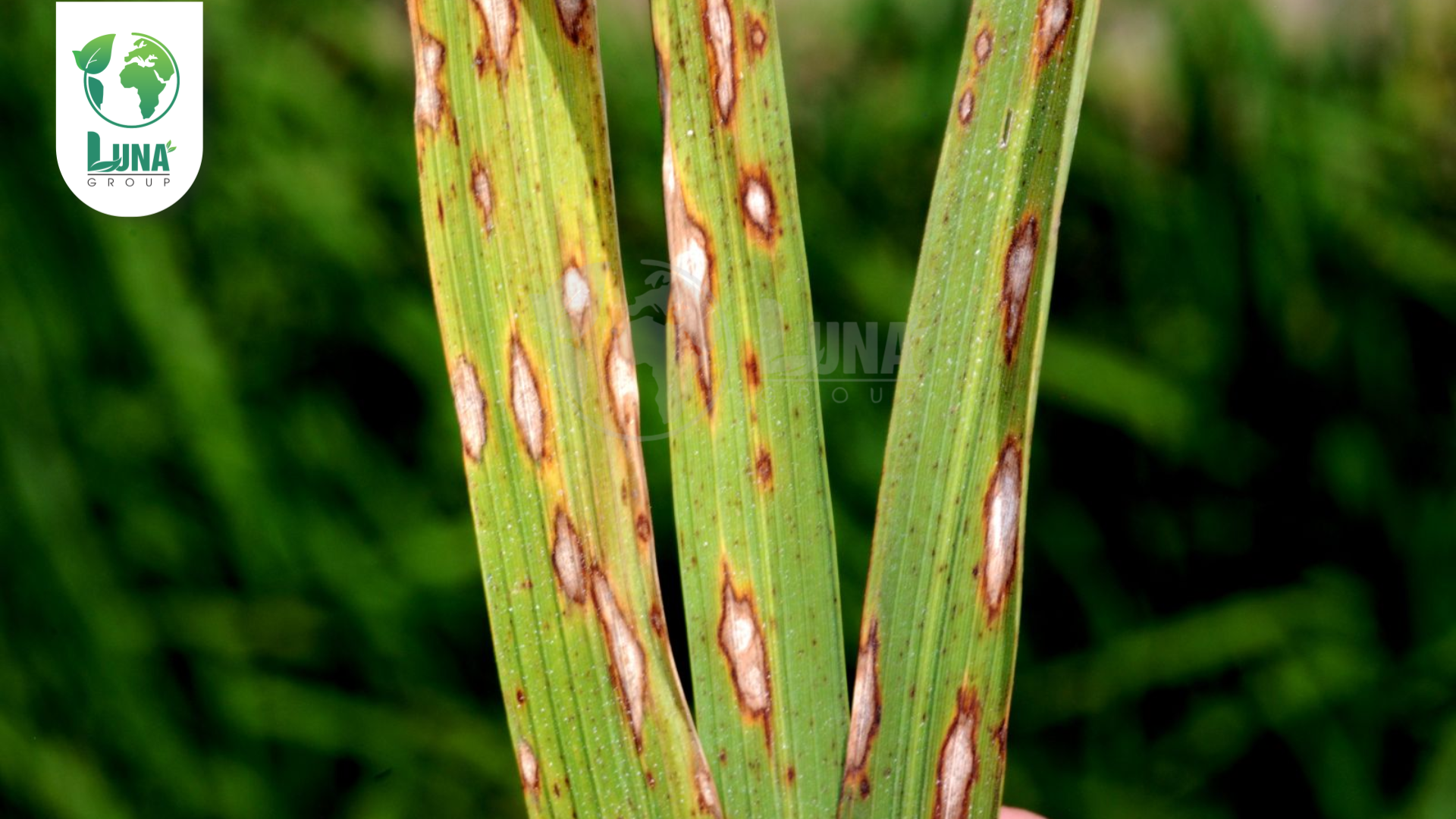 Công dụng của Thuốc trừ bệnh KimOne 750WP