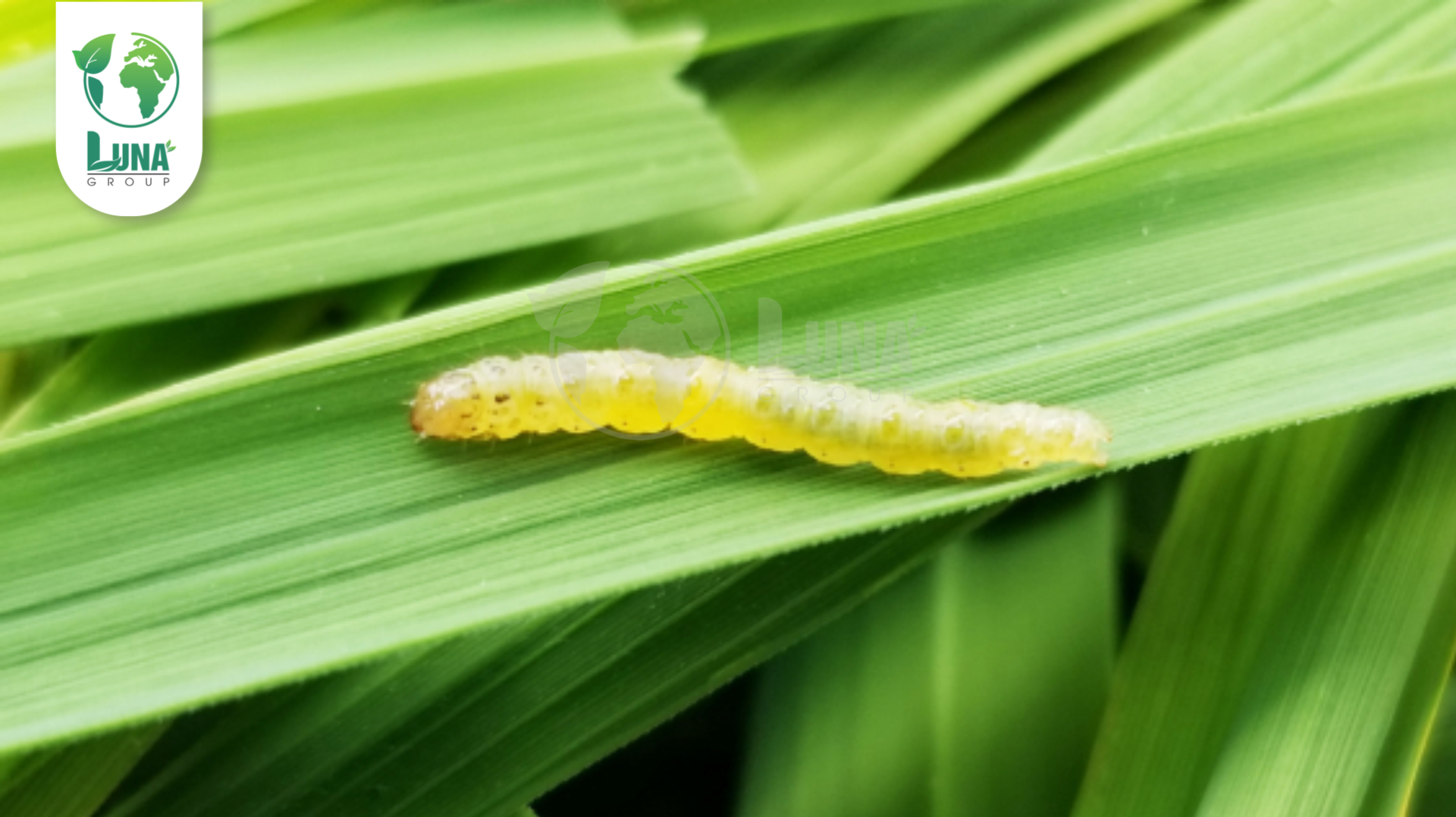 Công dụng của Thuốc trừ sâu Crymerin 50EC