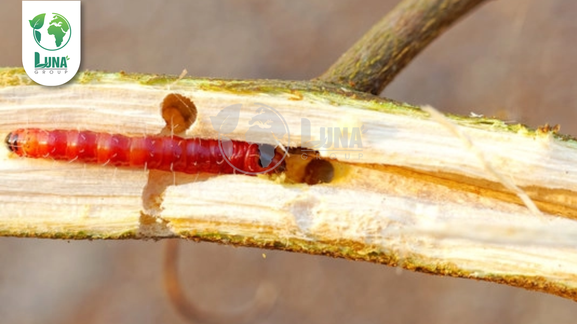 Công dụng của Thuốc trừ sâu DANOBULL 50WG