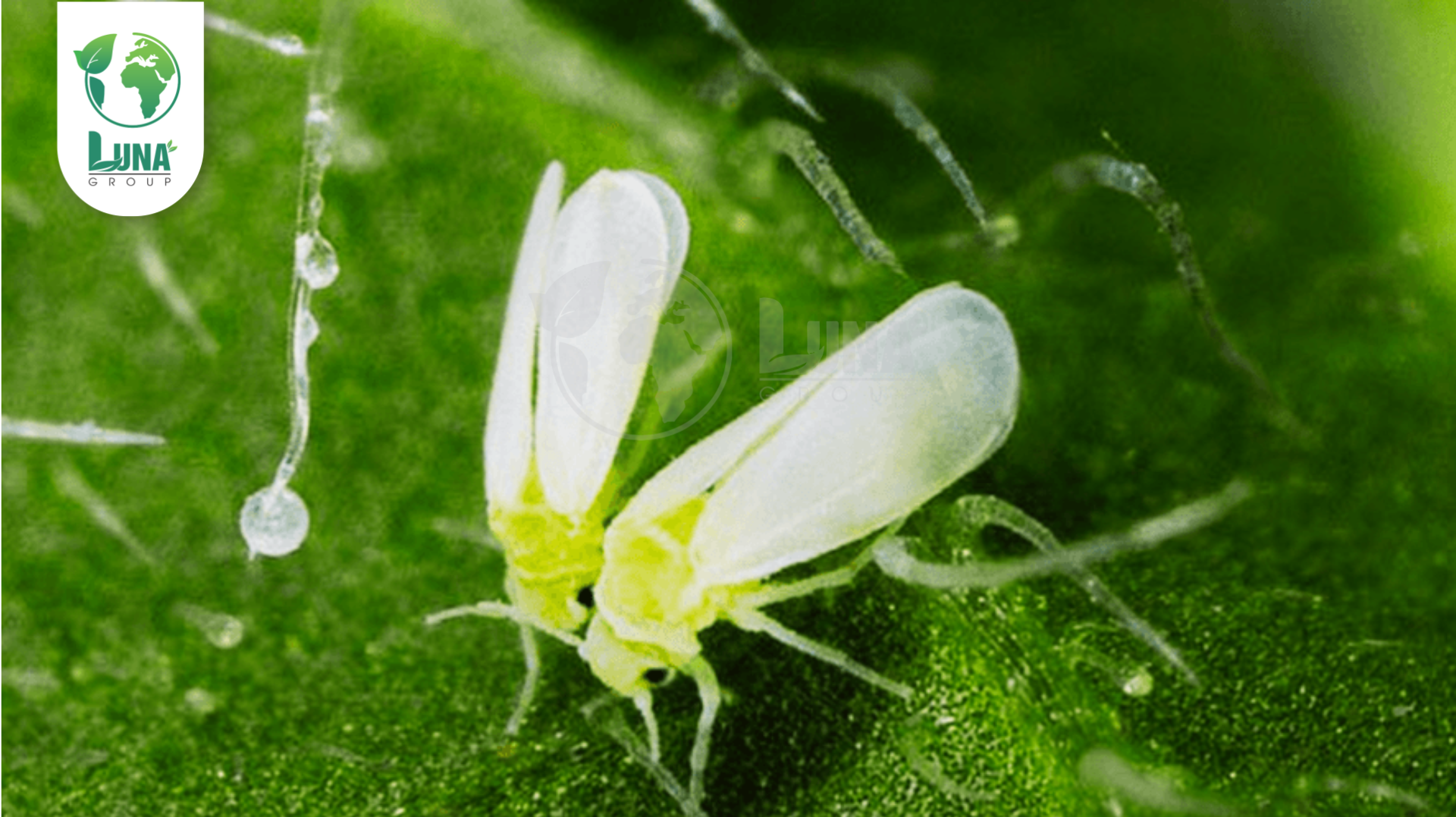 Công dụng của Thuốc trừ sâu Exceed 440EC