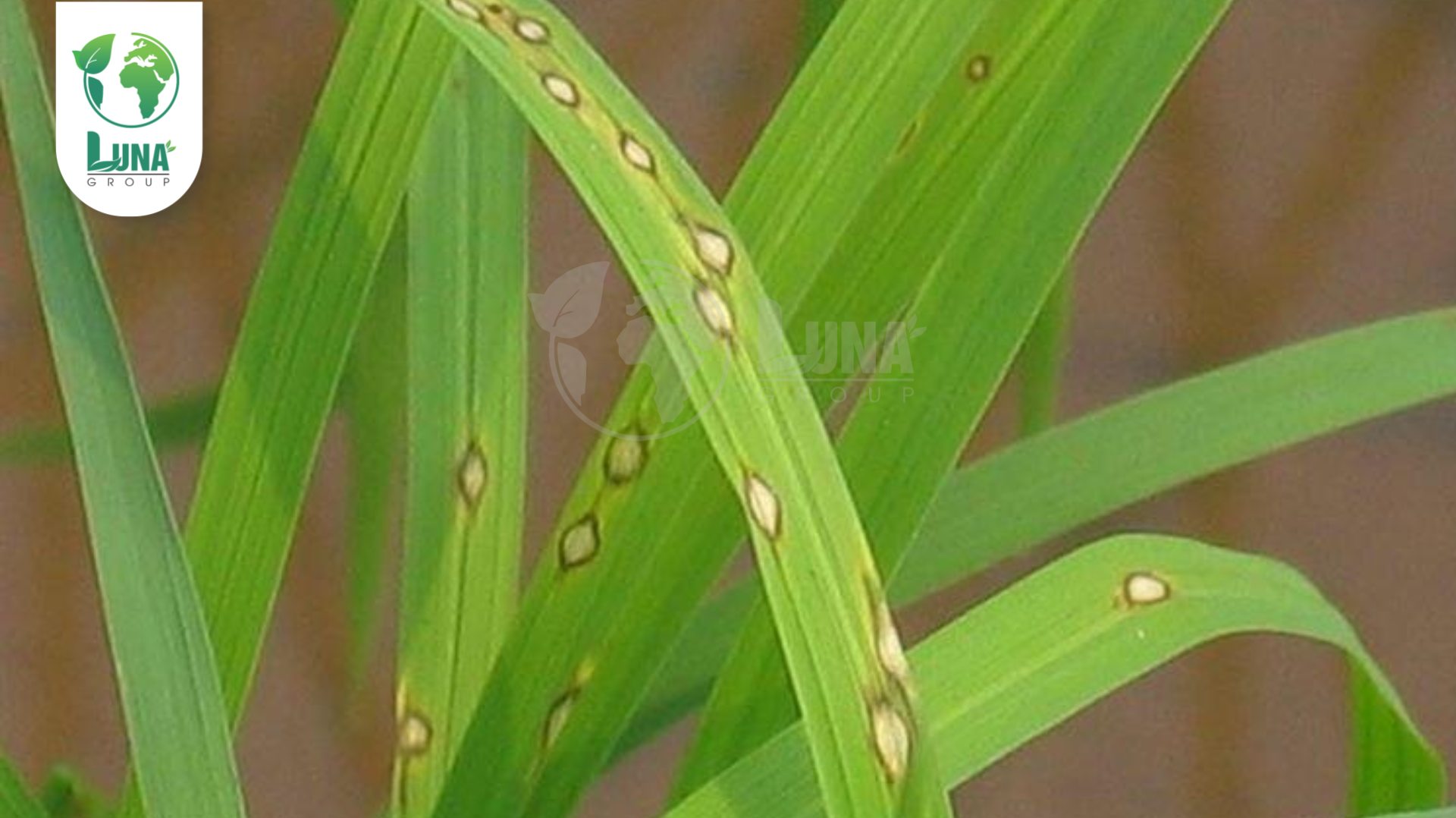 Công dụng của Thuốc trừ bệnh HAIFANGMEISU 5WP