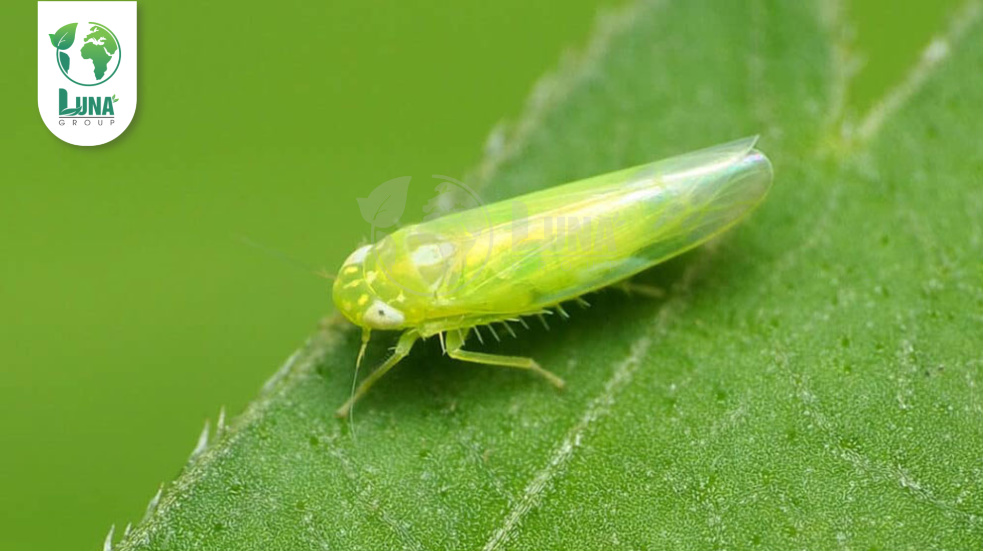 Công dụng của thuốc trừ sâu INMANDA 100WP