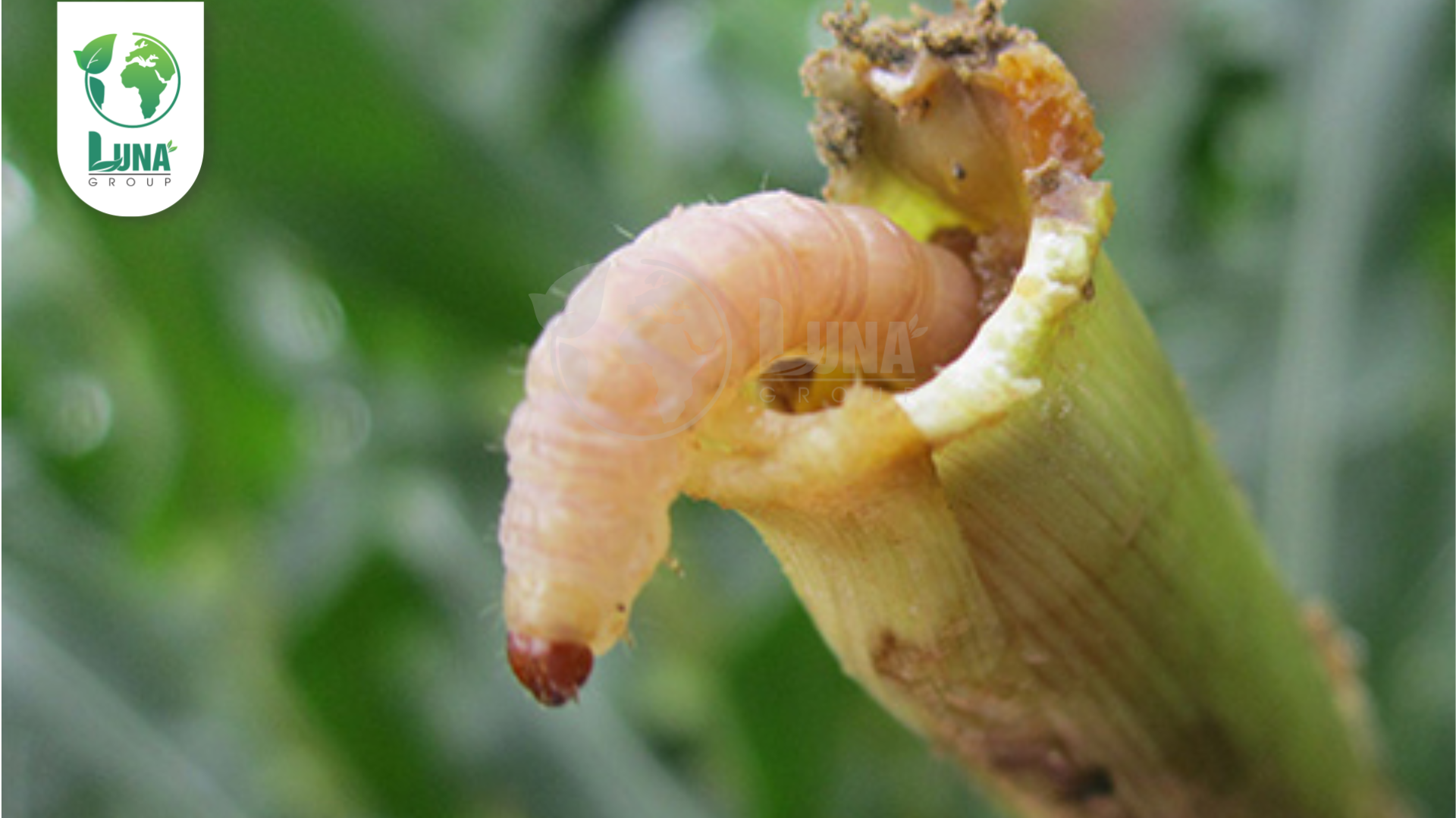 Công dụng của Thuốc trừ sâu KIMSUPER 300EC