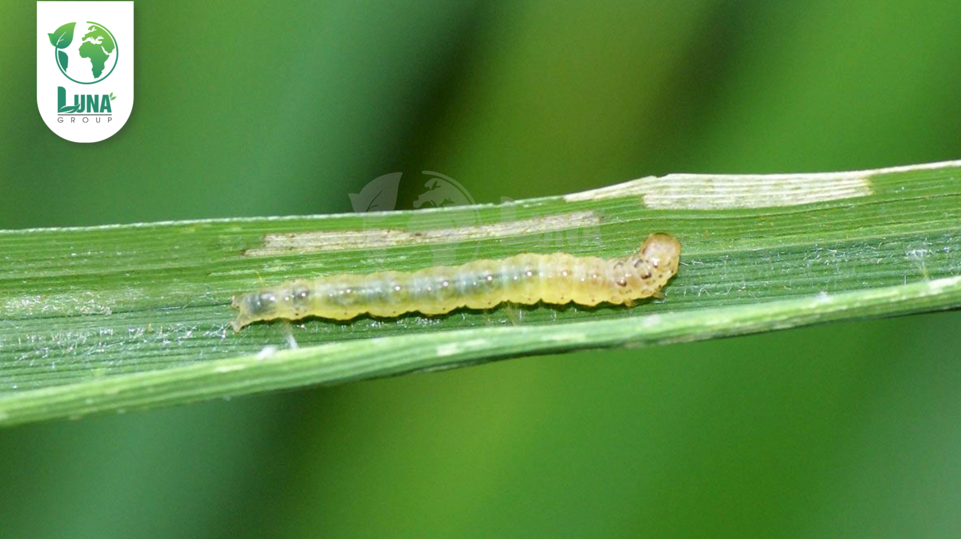 Công dụng của thuốc trừ sâu NP CYRIN SUPER 250EC