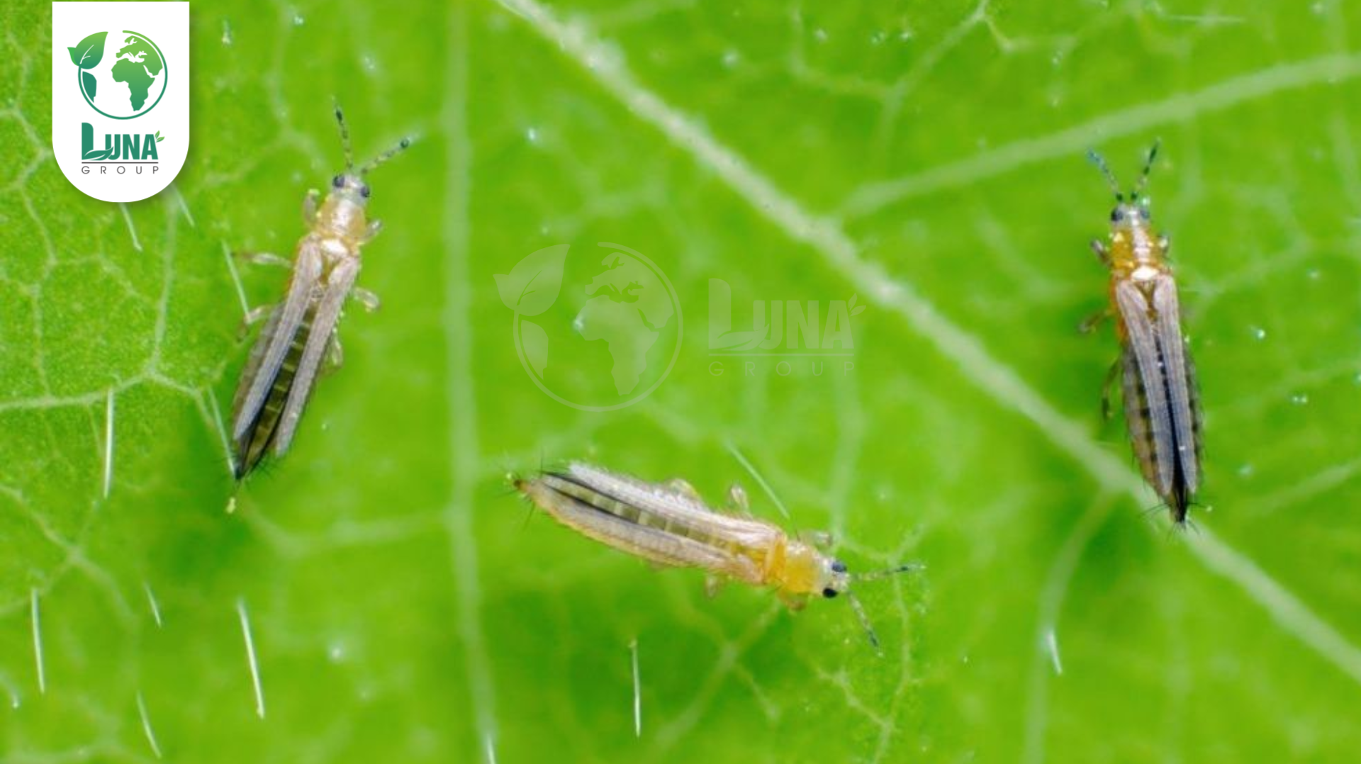 Công dụng của thuốc trừ sâu SOMETHRIN 10EC