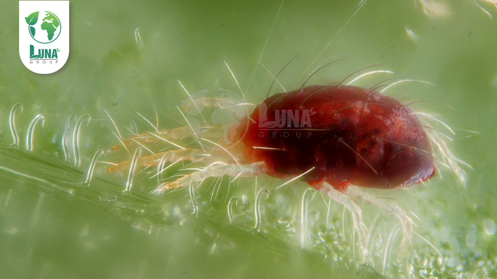 Công dụng của thuốc trừ sâu YONLOCK 240SC