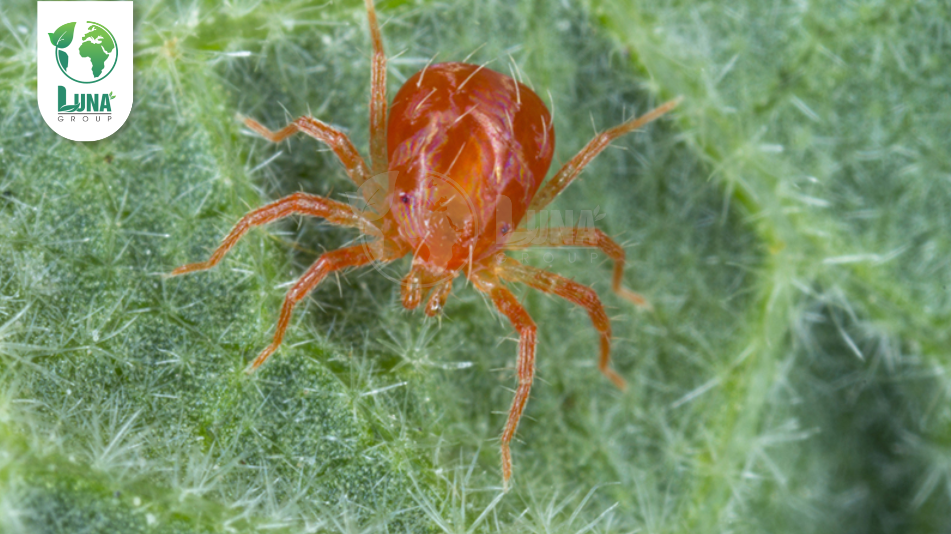 Công dụng của Thuốc trừ sâu Yonmix 27SC