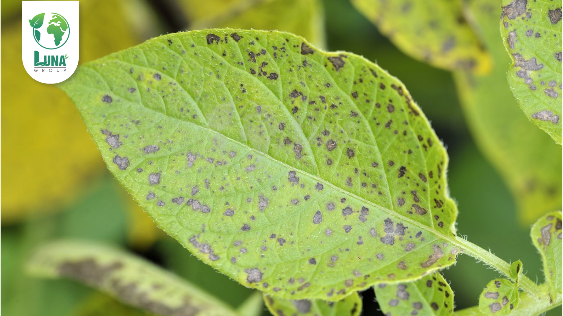 Thông tin chung về thuốc trừ bệnh Binhtaxyl 25EC