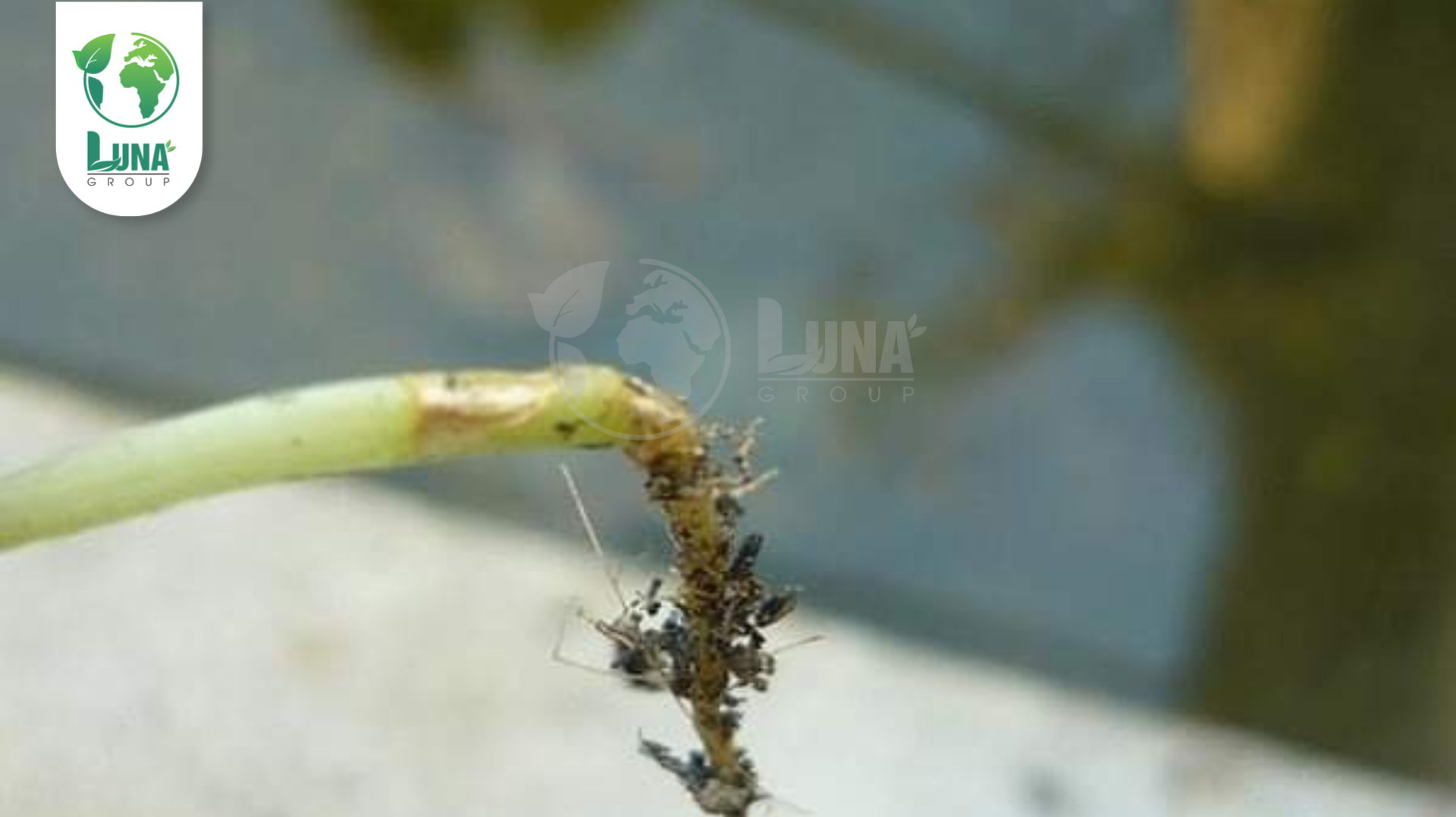 Thông tin chung Thuốc trừ bệnh Haifangmeisu 10SL