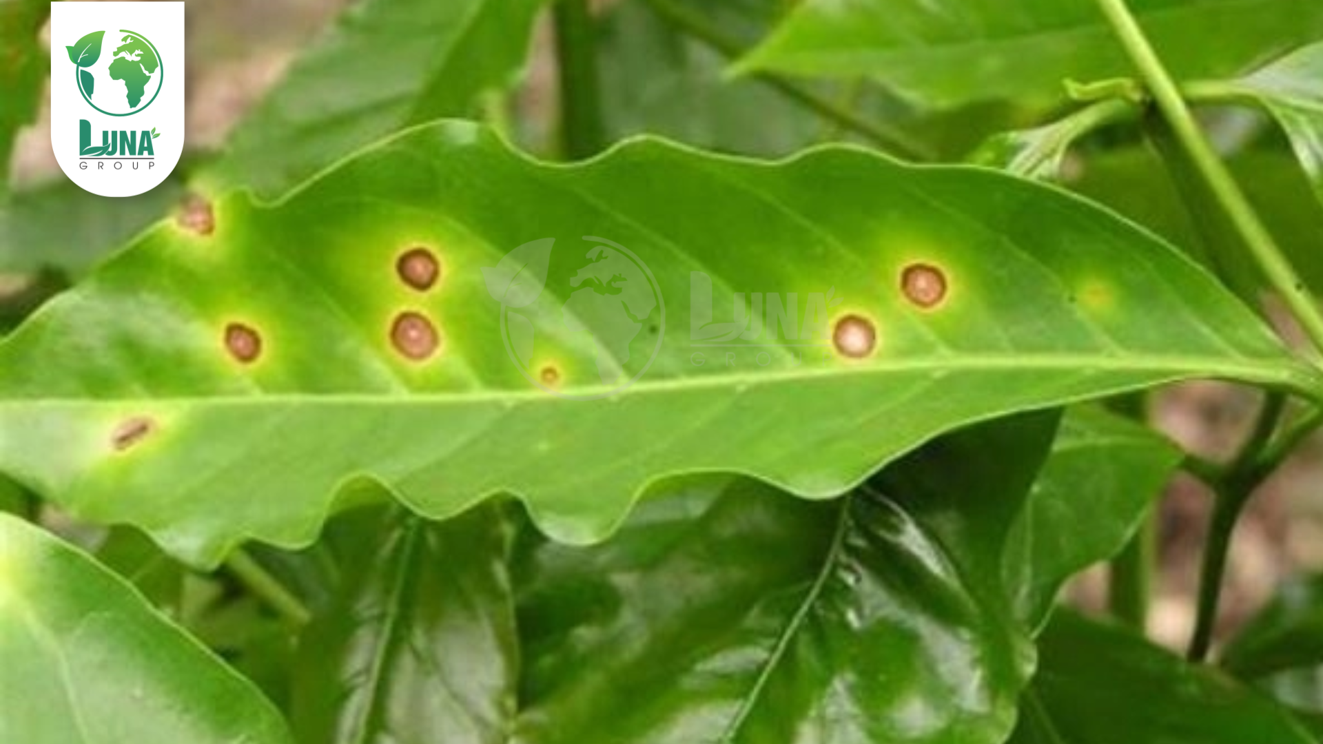 Thông tin chung Thuốc trừ bệnh KimOne 750WP