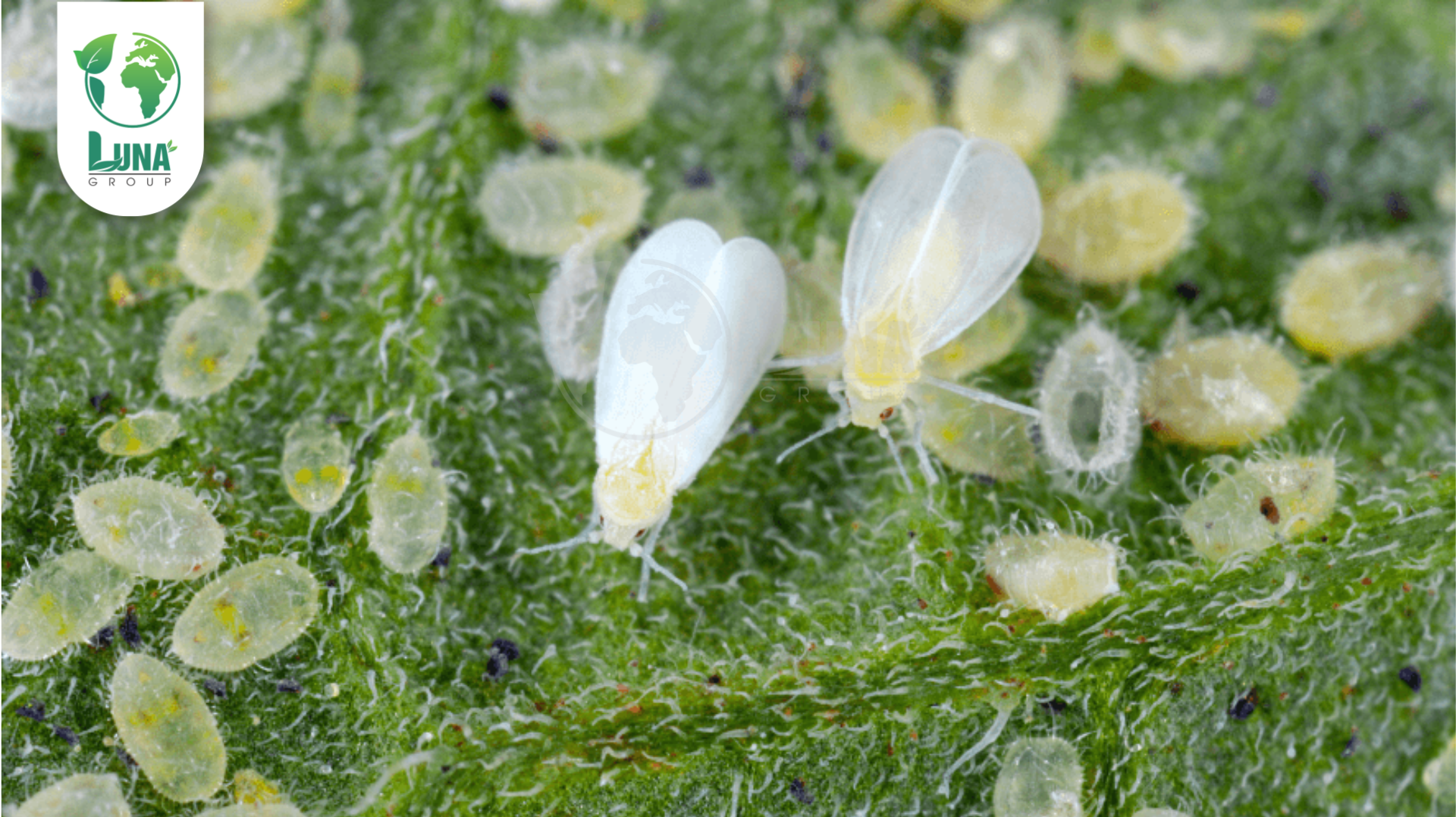 Thông tin chung về Thuốc trừ sâu Exceed 440EC