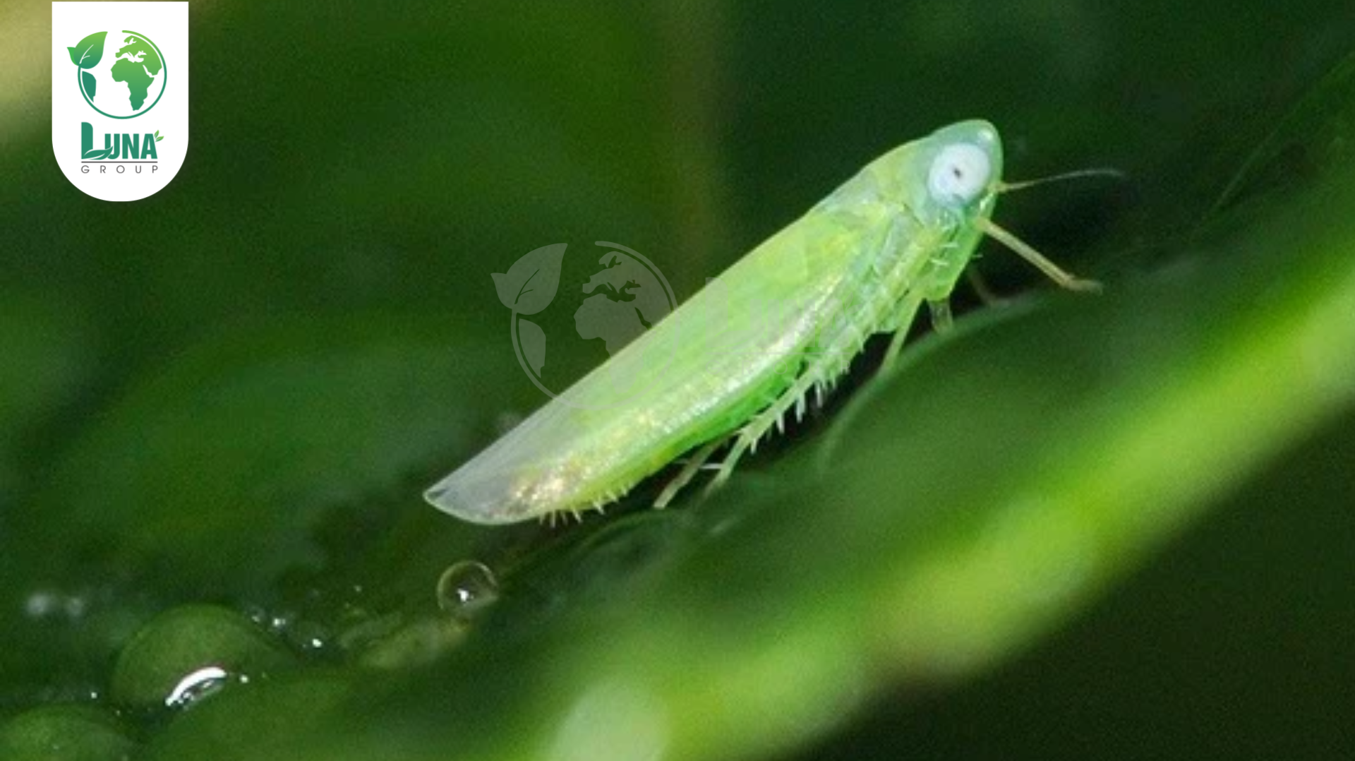 Thông tin chung về thuốc trừ sâu INMANDA 100WP