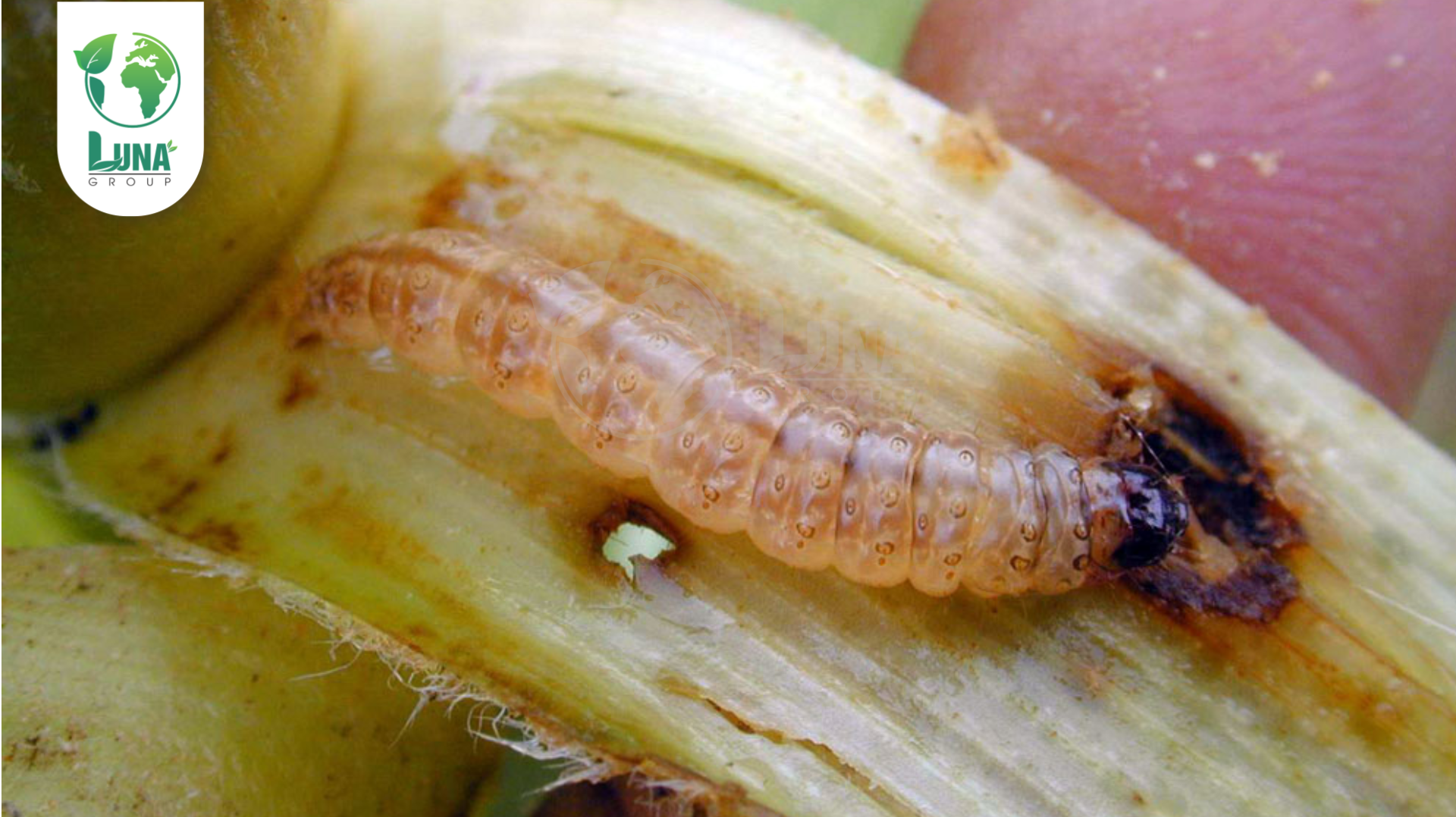 Thông tin chung Thuốc trừ sâu KIMSUPER 300EC