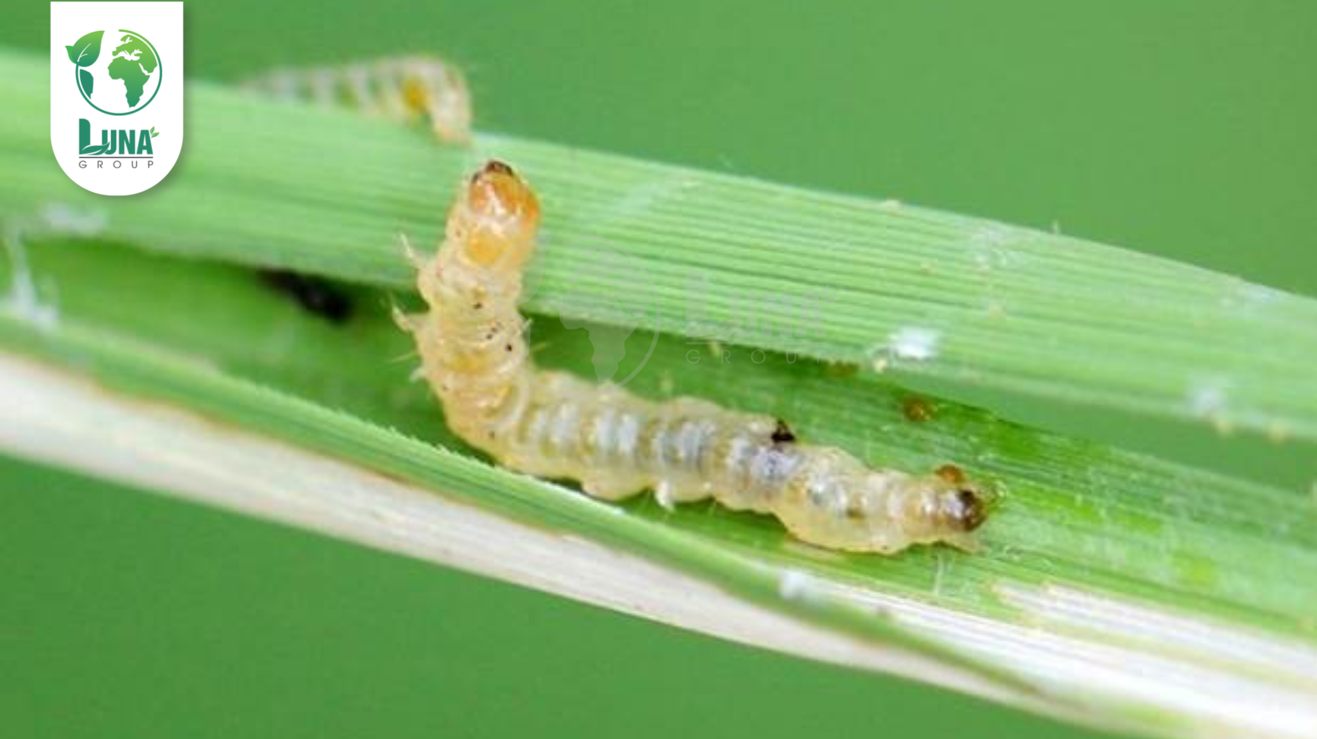 Thông tin chung về thuốc trừ sâu NP CYRIN SUPER 250EC