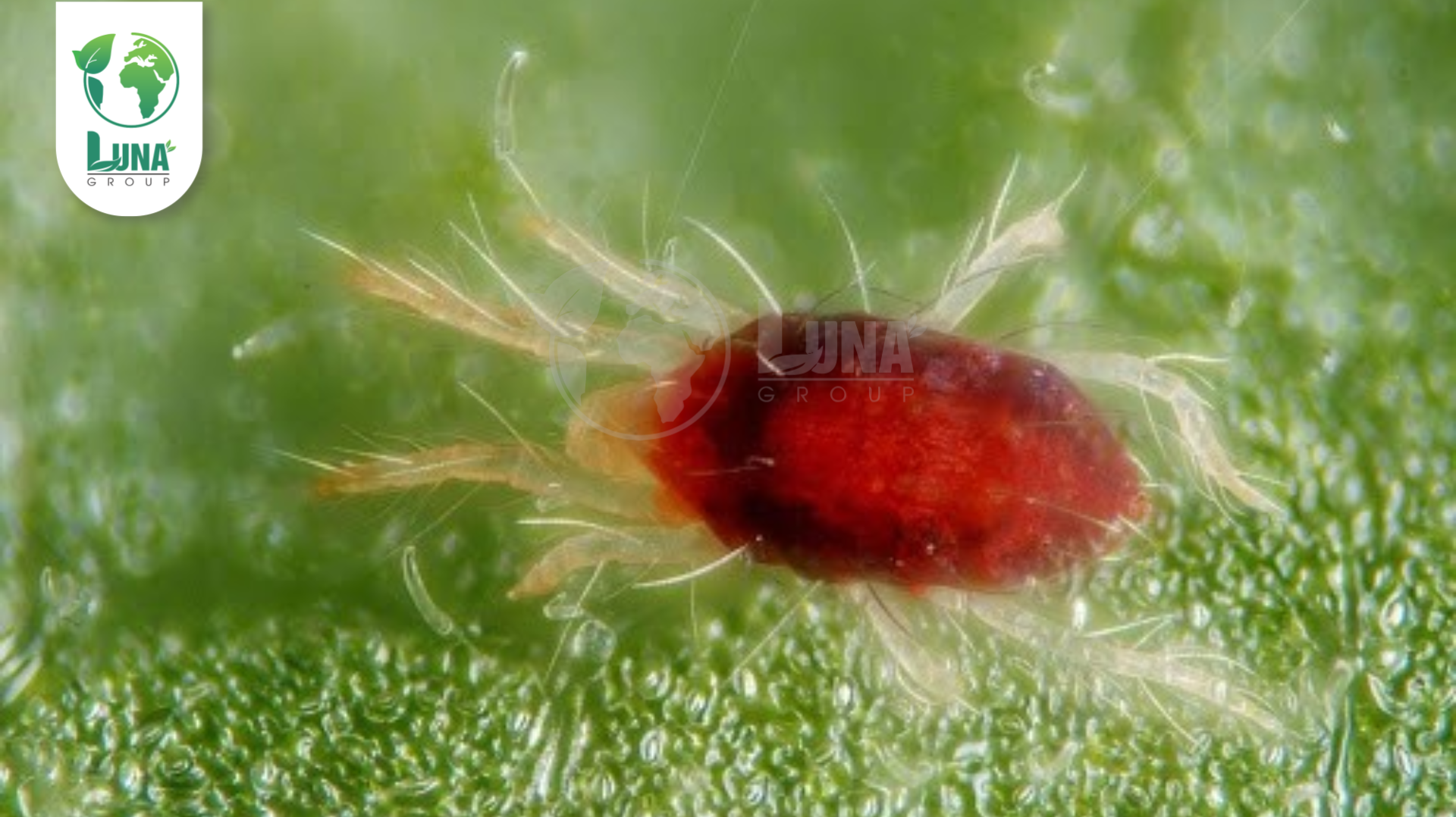 Thông tin chung về thuốc trừ sâu YONLOCK 240SC