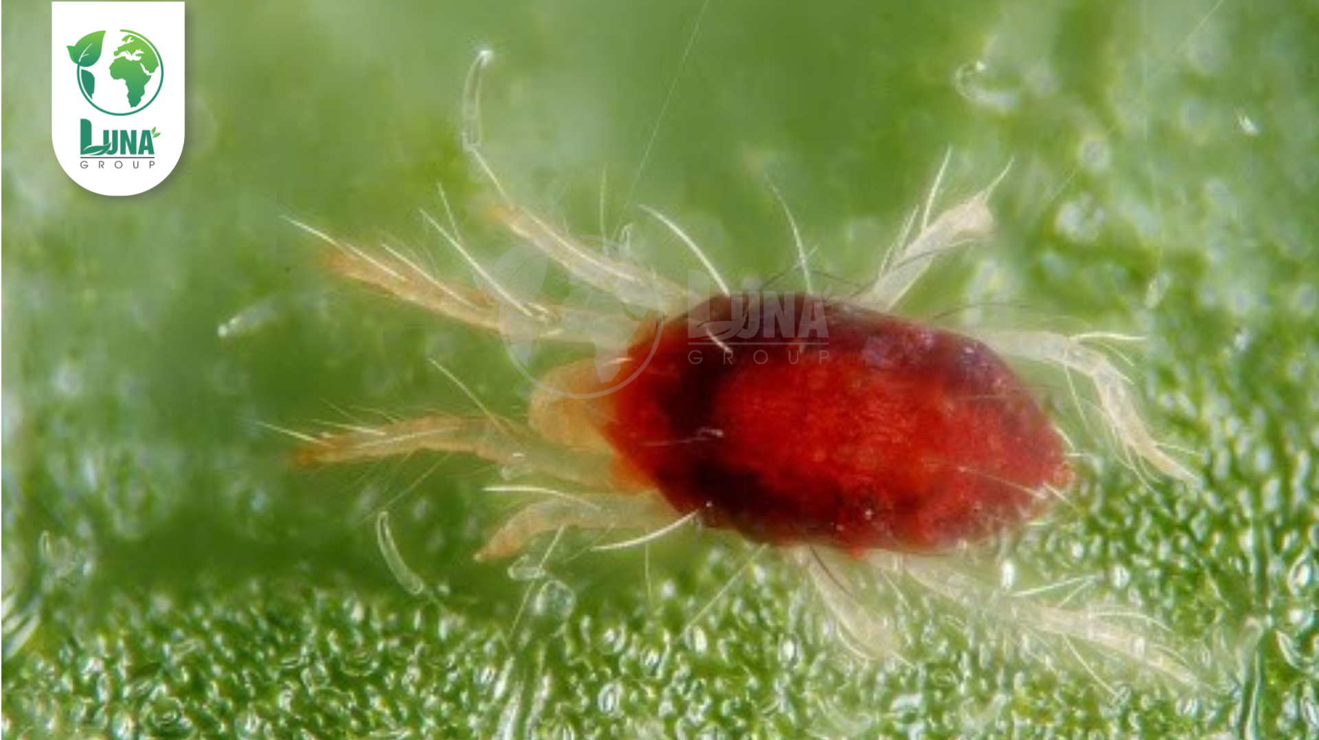 Thông tin chung về Thuốc trừ sâu Yonmix 27SC