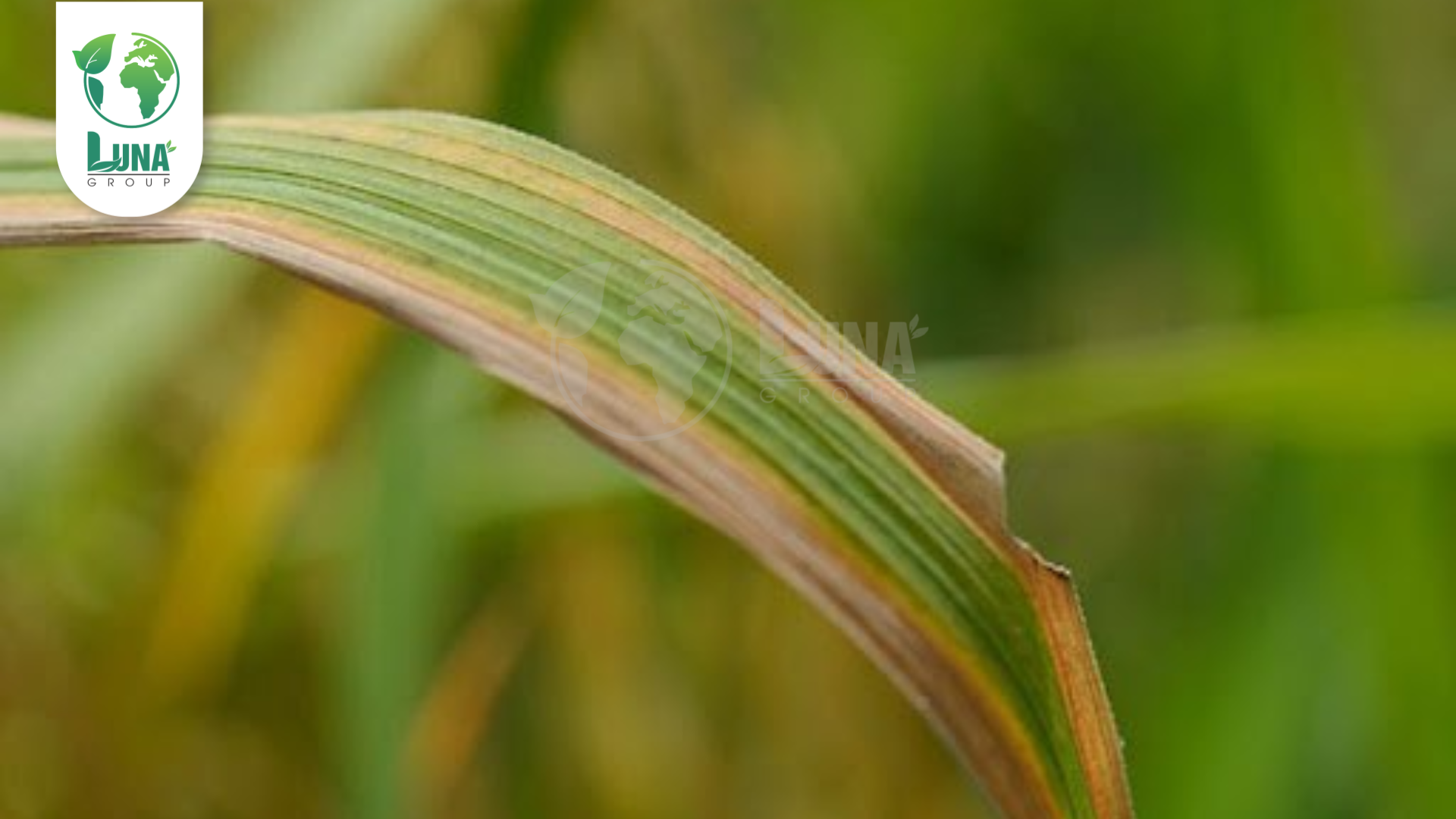 Công dụng của thuốc trừ bệnh ELCARIN 0.5SL