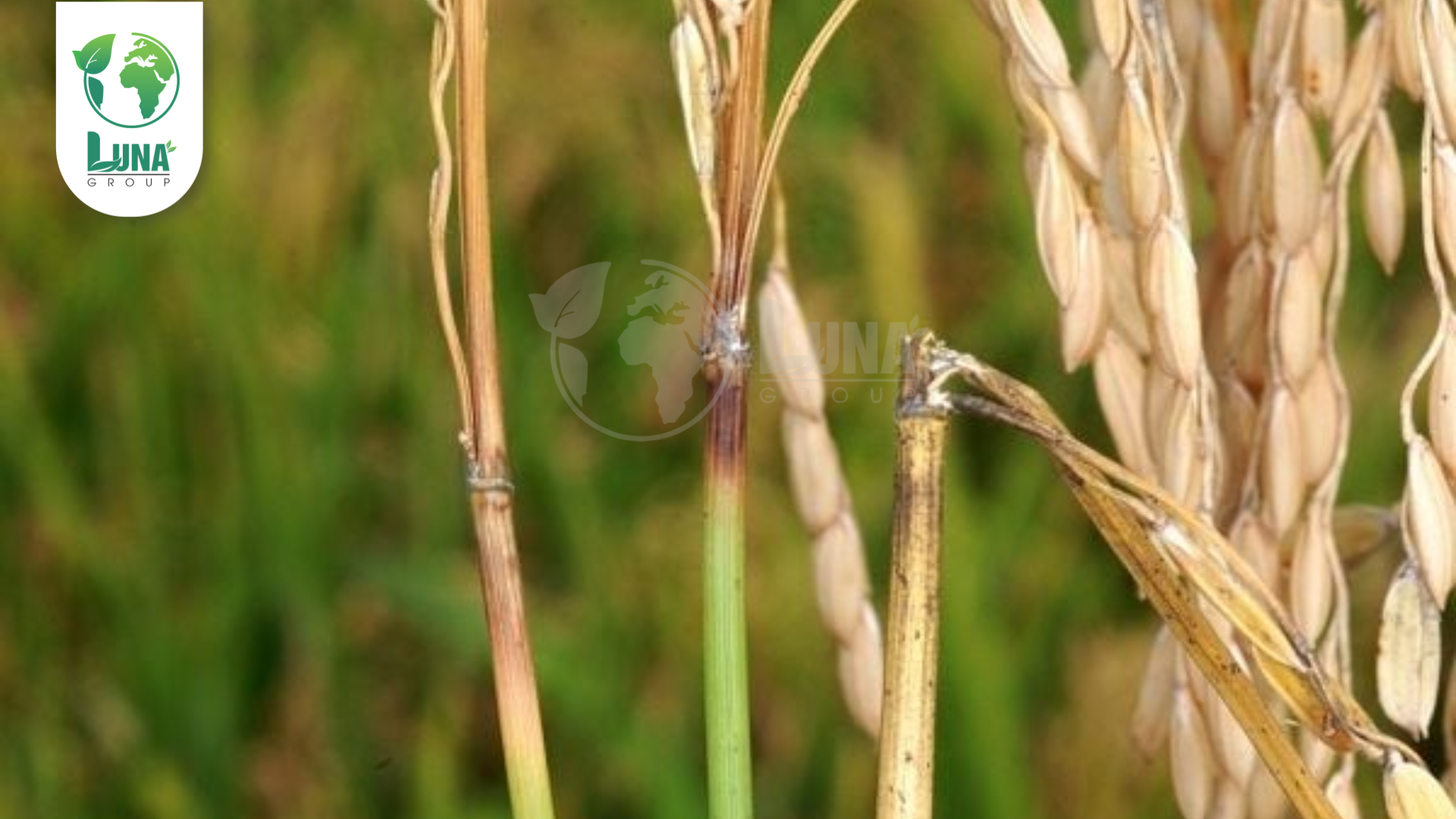 Công dụng của thuốc trừ bệnh GRAHITECH 2SL