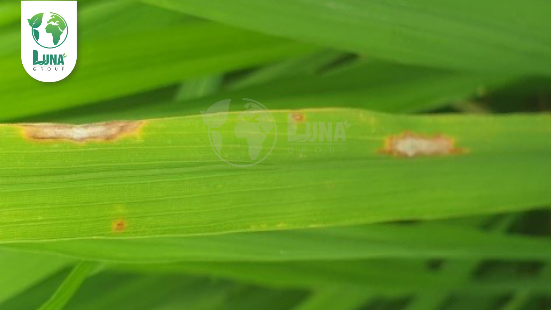 Công dụng của thuốc trừ bệnh JAPA VIL 110SC