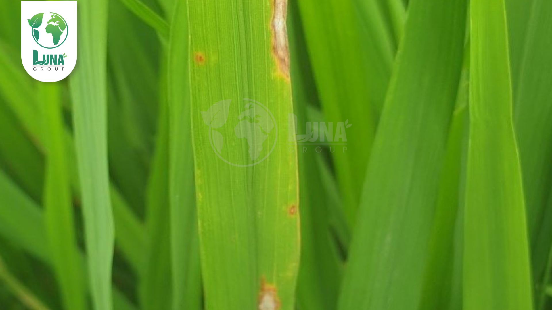 Công dụng của thuốc trừ bệnh Mancolaxyl 72WP